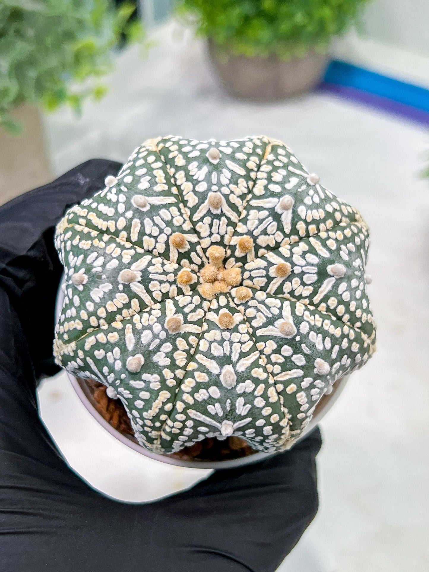 Custom Order- We’ll send you the exact live plant pictured (T4) (y1) | NEVADA Plant Seller | 3" Pot