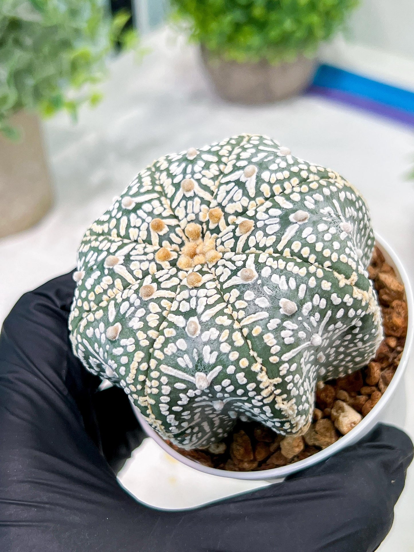 Custom Order- We’ll send you the exact live plant pictured (T4) (y1) | NEVADA Plant Seller | 3" Pot