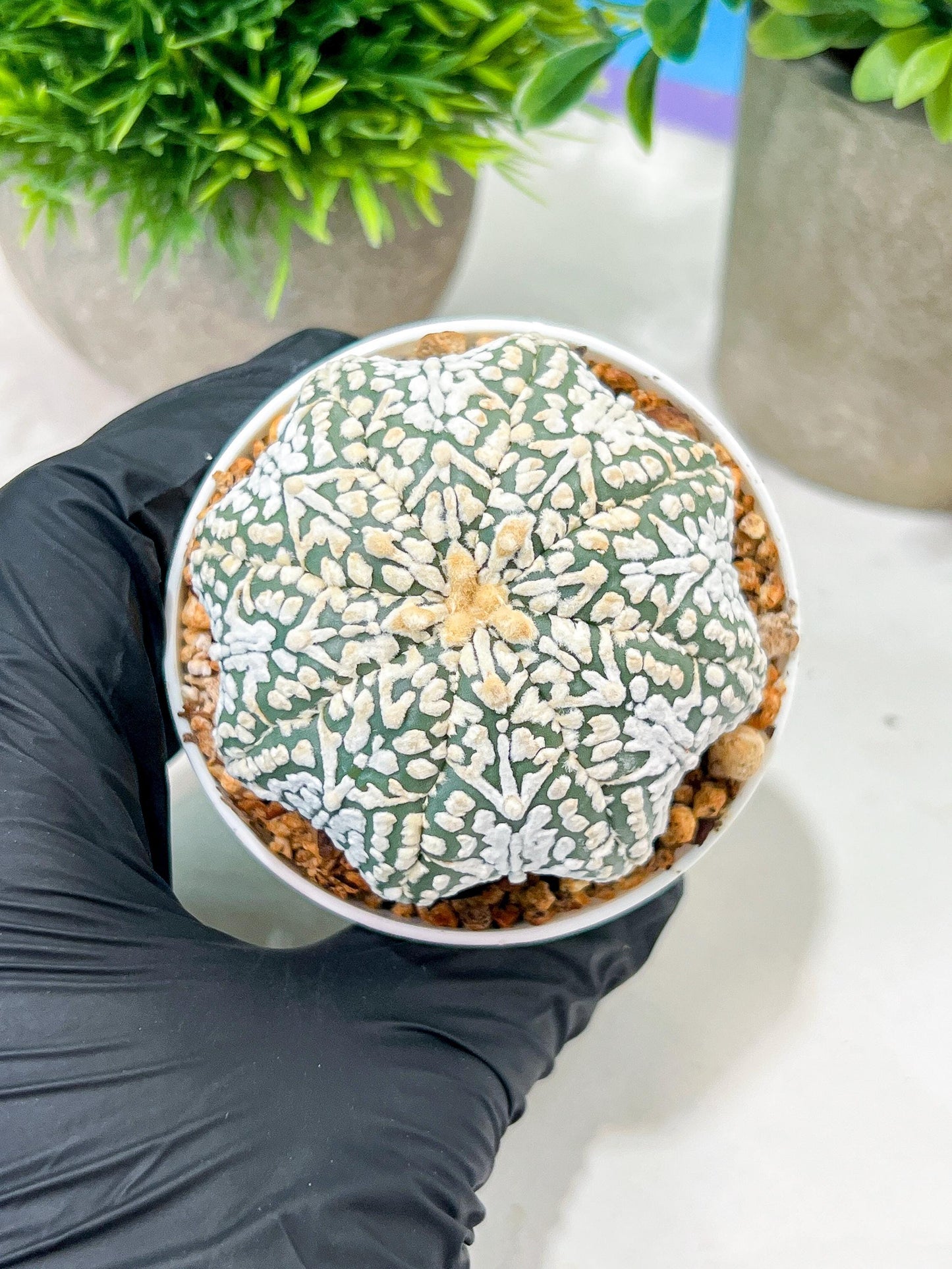 Custom Order- We’ll send you the exact live plant pictured (T4) (y2) | USA Plant Seller | 3" Pot