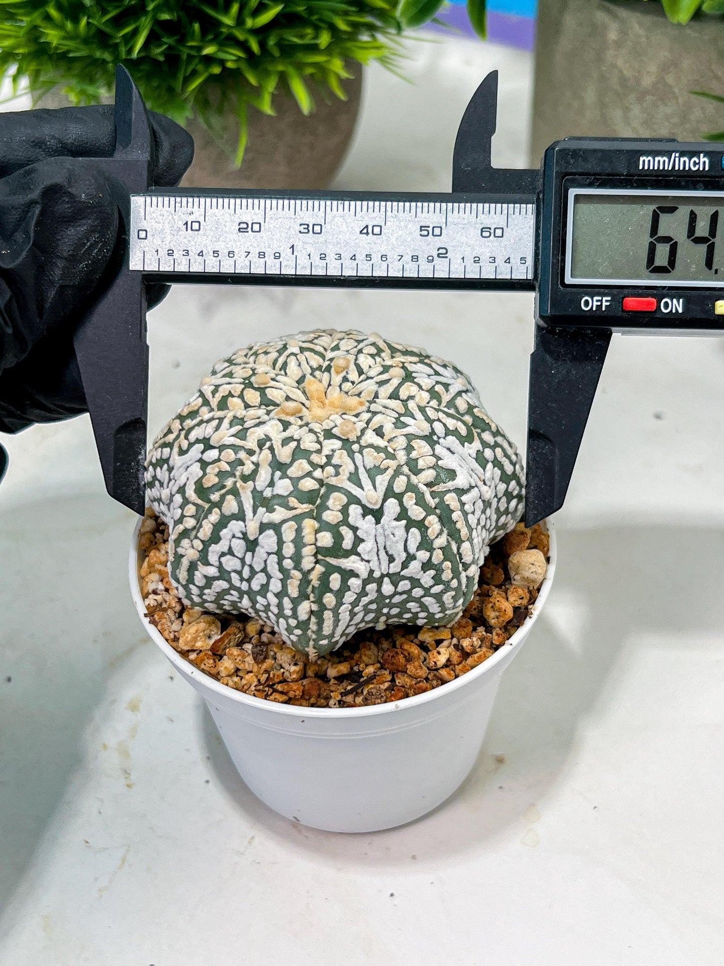 Custom Order- We’ll send you the exact live plant pictured (T4) (y2) | USA Plant Seller | 3" Pot