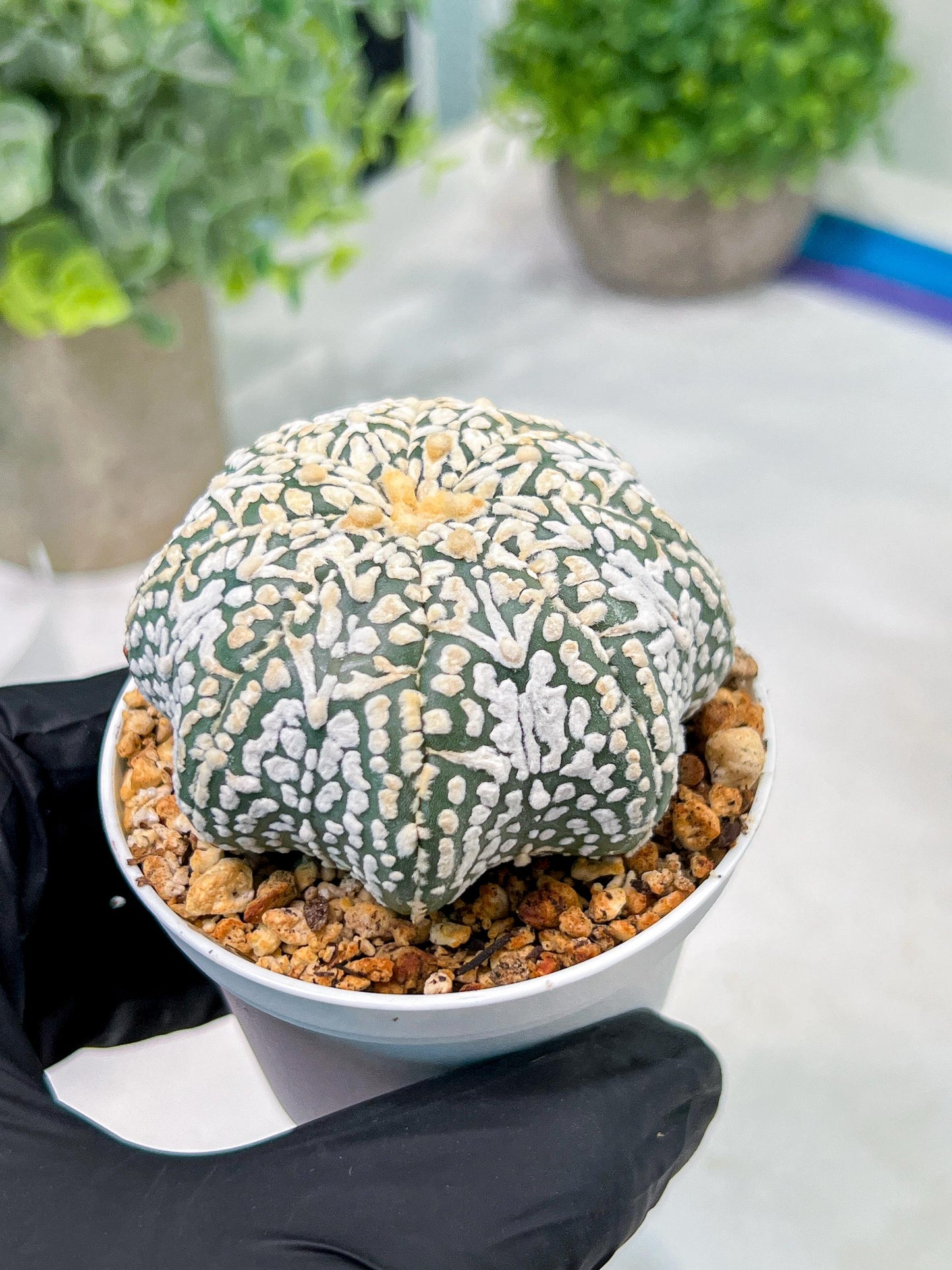 Custom Order- We’ll send you the exact live plant pictured (T4) (y2) | USA Plant Seller | 3" Pot