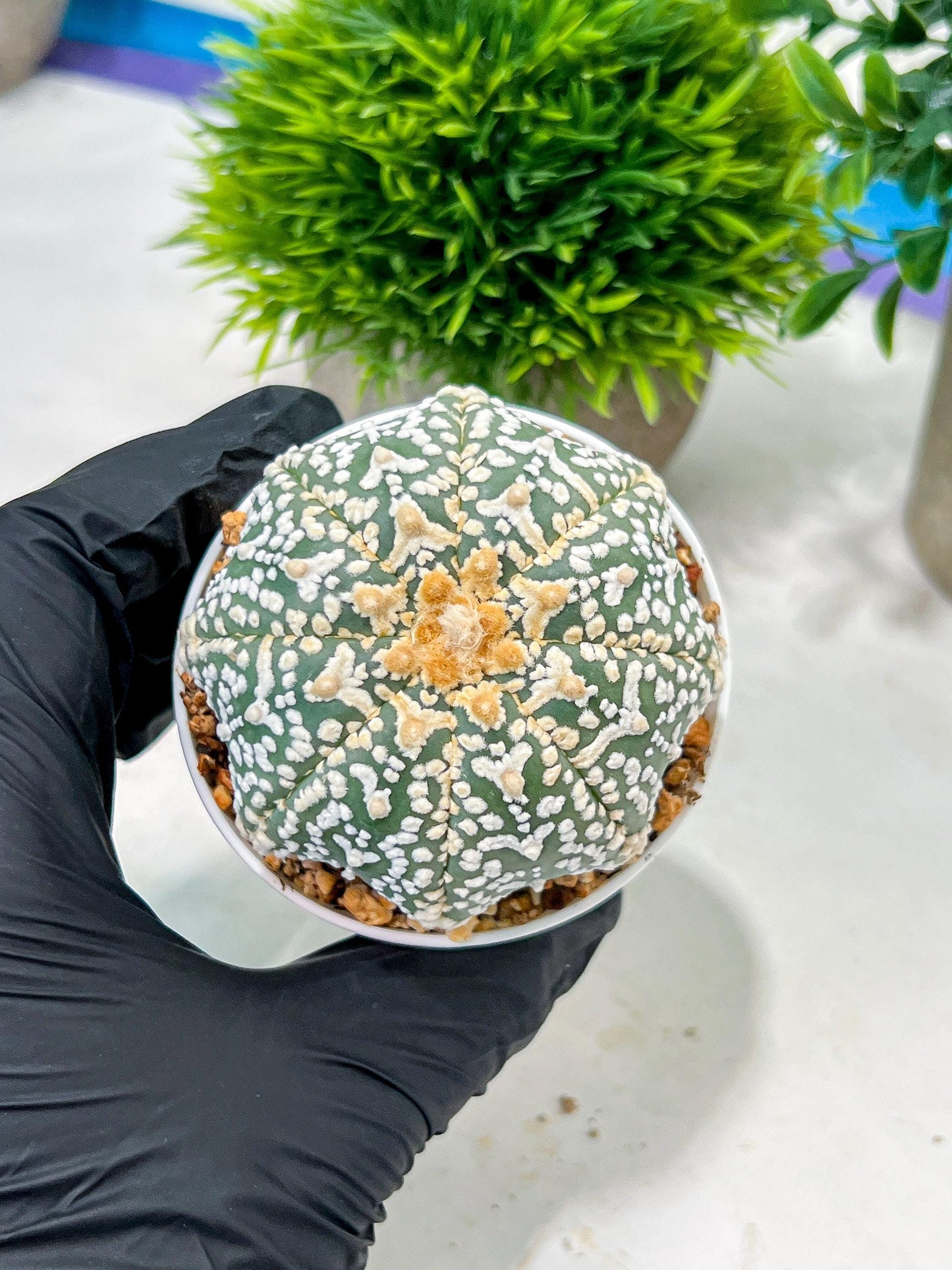 Custom Order- We’ll send you the exact live plant pictured (T4) (y3) | Las Vegas Plant Seller | 3" Pot