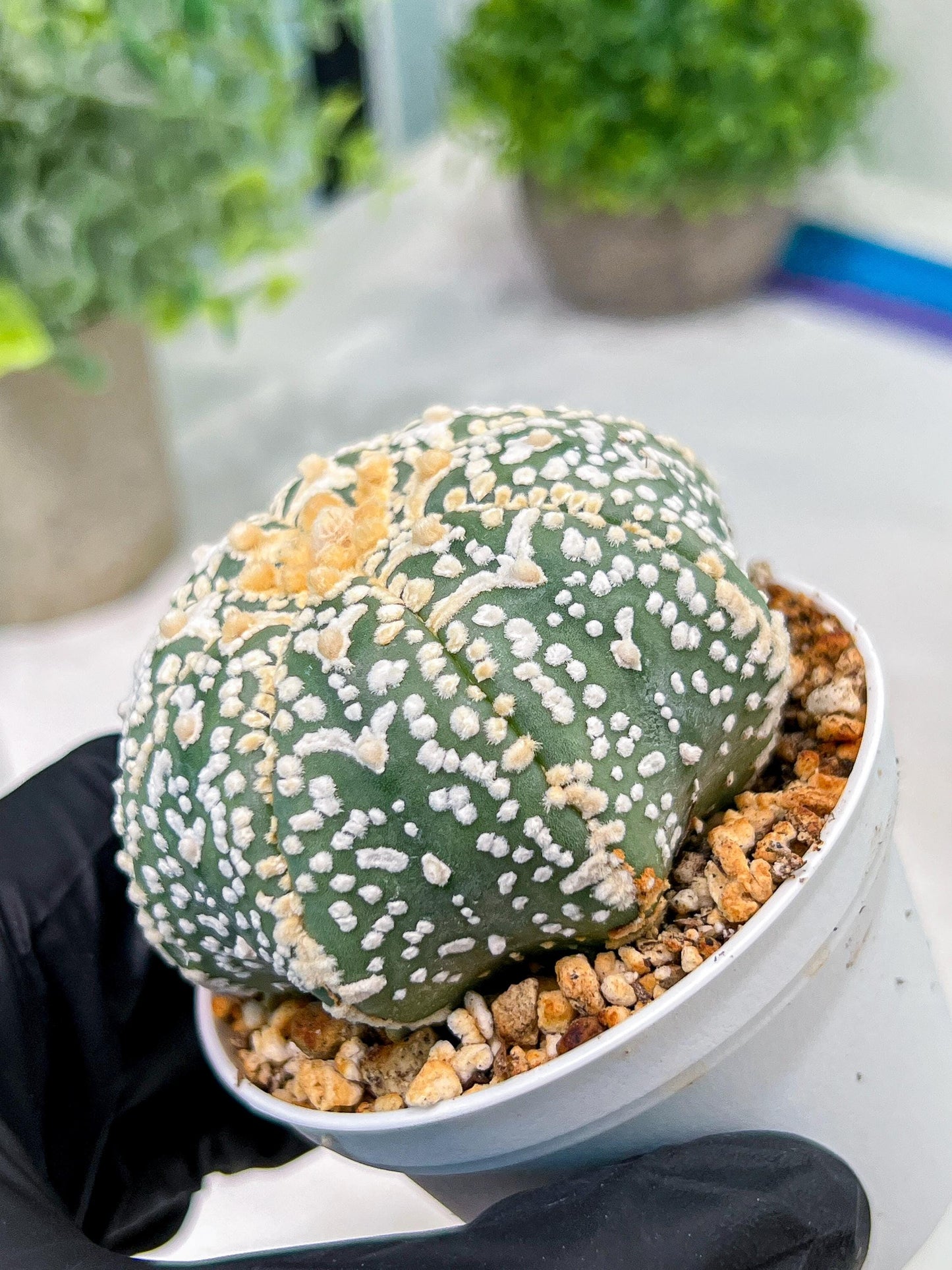 Custom Order- We’ll send you the exact live plant pictured (T4) (y3) | Las Vegas Plant Seller | 3" Pot