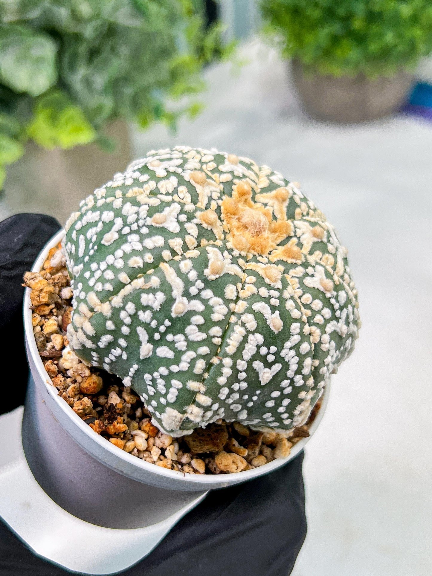 Custom Order- We’ll send you the exact live plant pictured (T4) (y3) | Las Vegas Plant Seller | 3" Pot