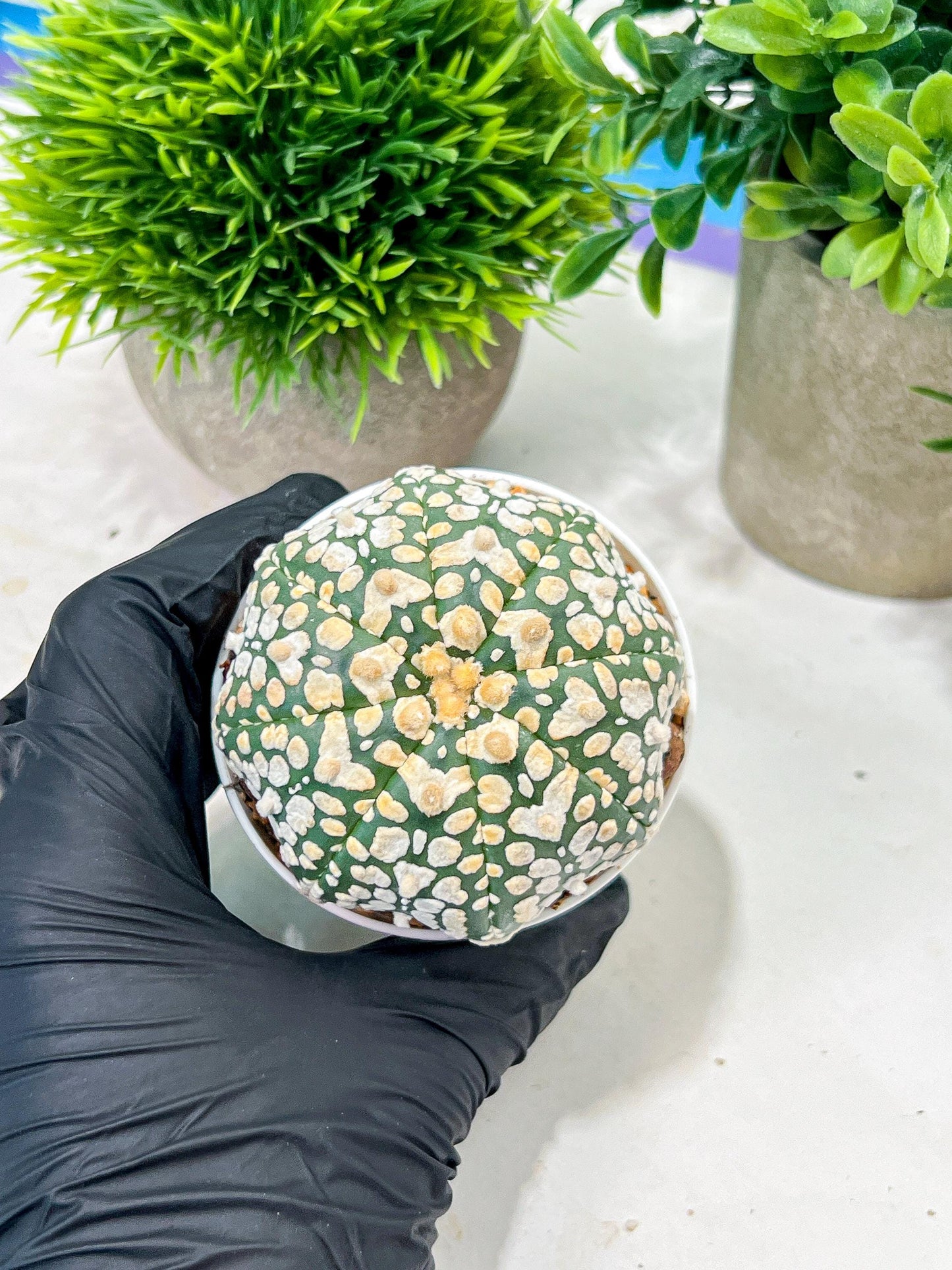 Custom Order- We’ll send you the exact live plant pictured (T4) (y4) | Vegas Plant Shop | 3" Pot