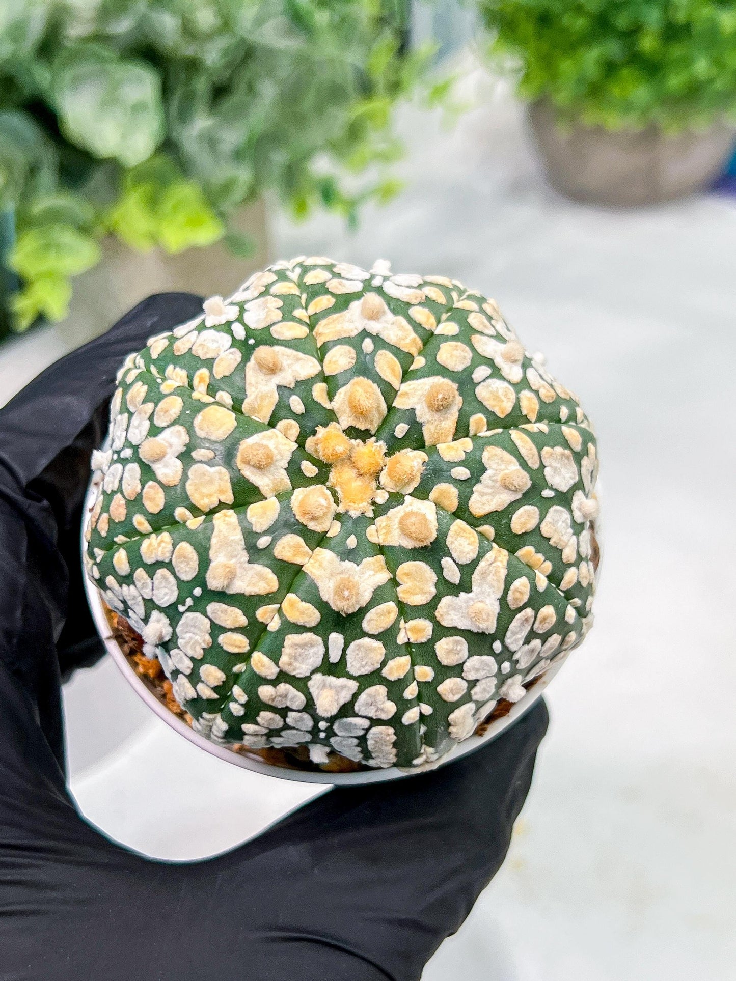 Custom Order- We’ll send you the exact live plant pictured (T4) (y4) | Vegas Plant Shop | 3" Pot