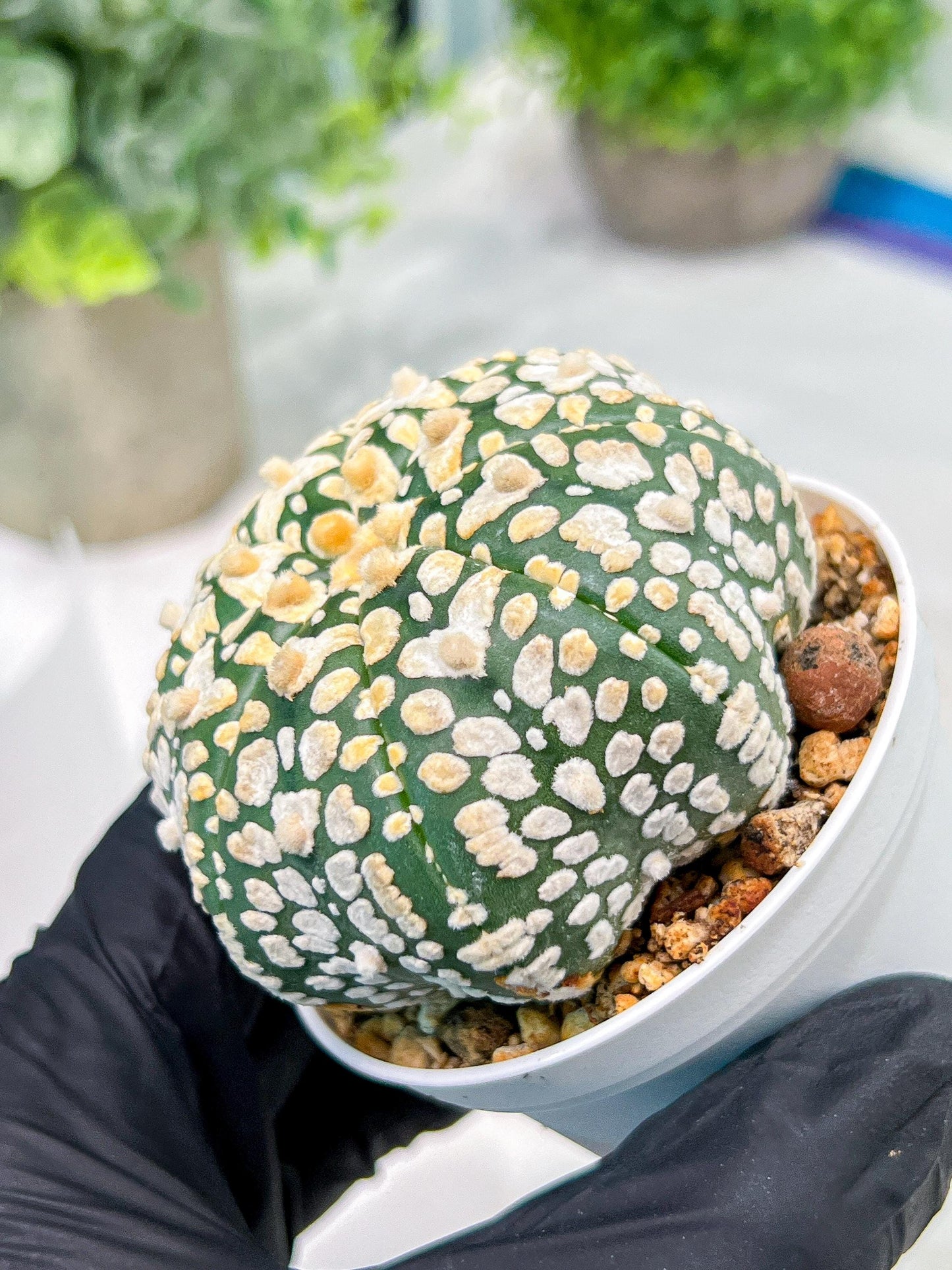Custom Order- We’ll send you the exact live plant pictured (T4) (y4) | Vegas Plant Shop | 3" Pot