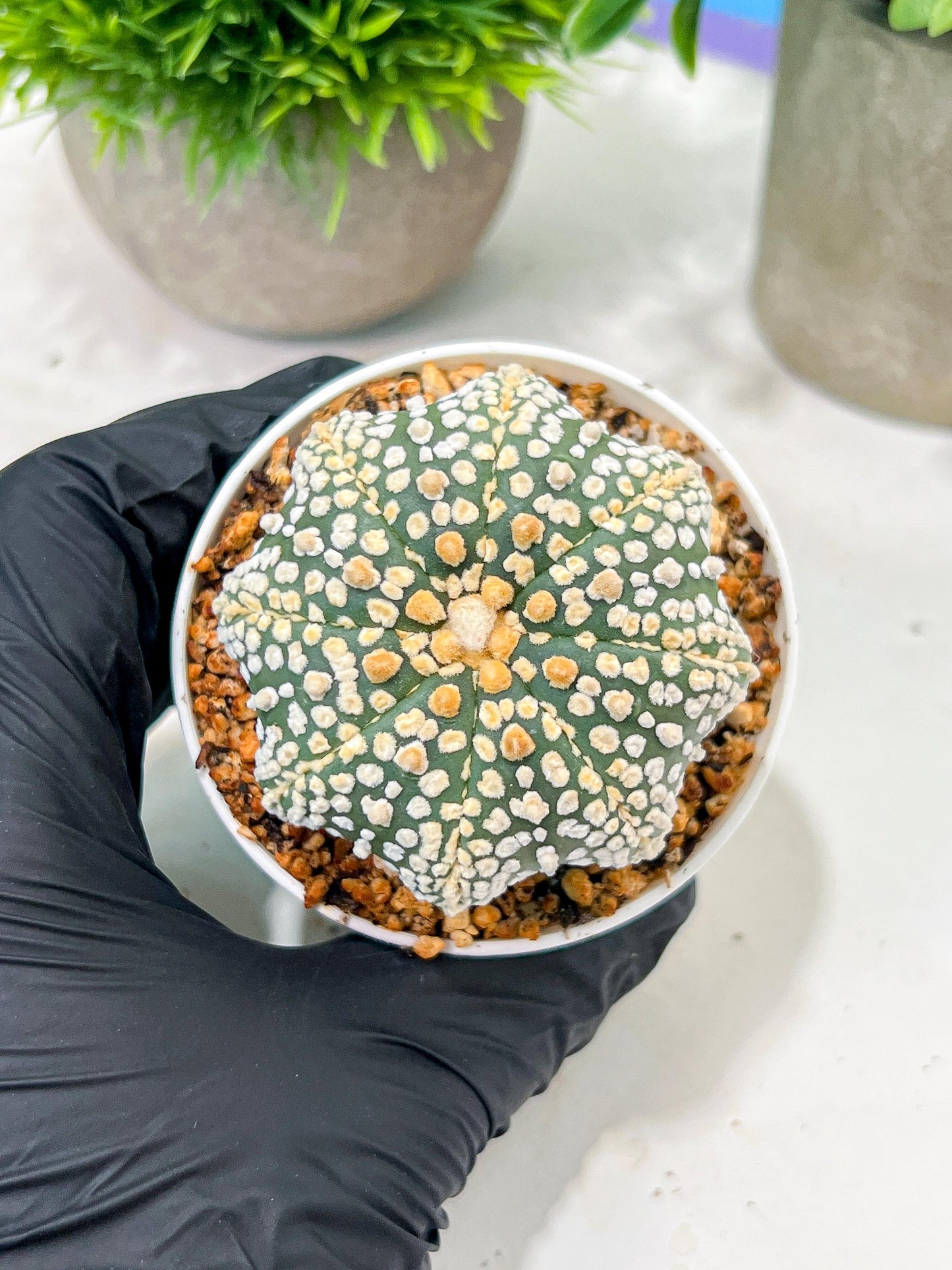 Custom Order- We’ll send you the exact live plant pictured (T4) (y5) | USA Plant SHOP | 3" Pot