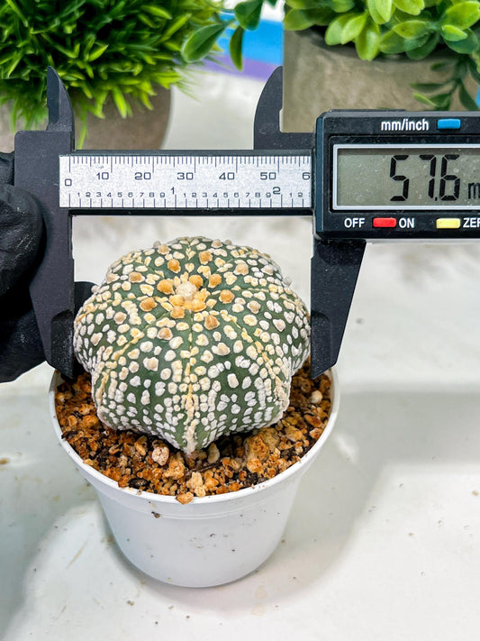 Custom Order- We’ll send you the exact live plant pictured (T4) (y5) | USA Plant SHOP | 3" Pot