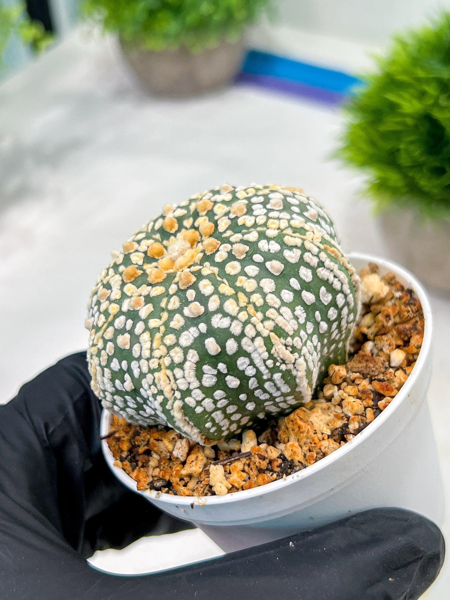 Custom Order- We’ll send you the exact live plant pictured (T4) (y5) | USA Plant SHOP | 3" Pot