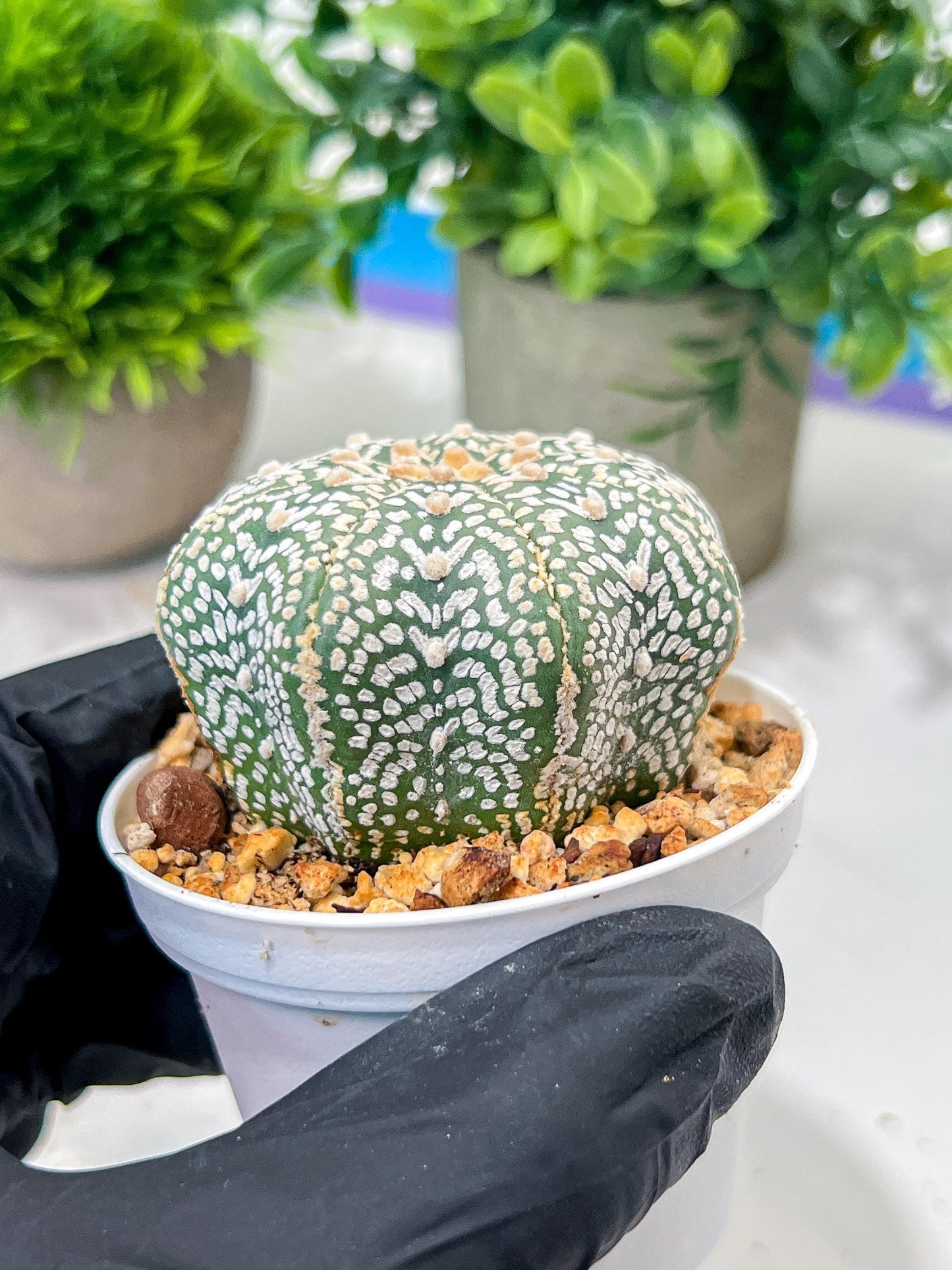 Custom Order- We’ll send you the exact live plant pictured (T4) (Y6) | Ship from USA | 3" Pot