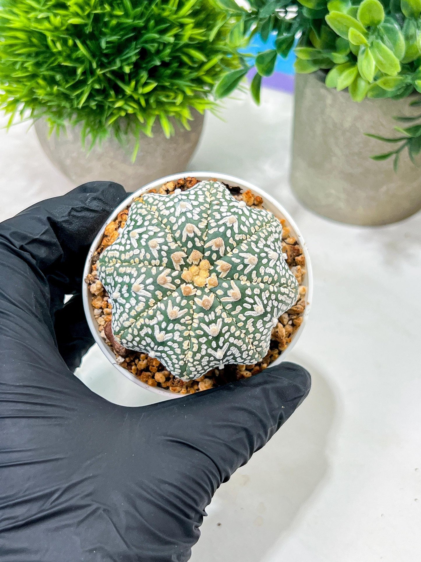 Custom Order- We’ll send you the exact live plant pictured (T4) (Y6) | Ship from USA | 3" Pot