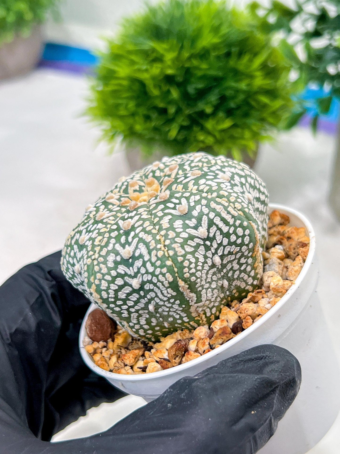 Custom Order- We’ll send you the exact live plant pictured (T4) (Y6) | Ship from USA | 3" Pot