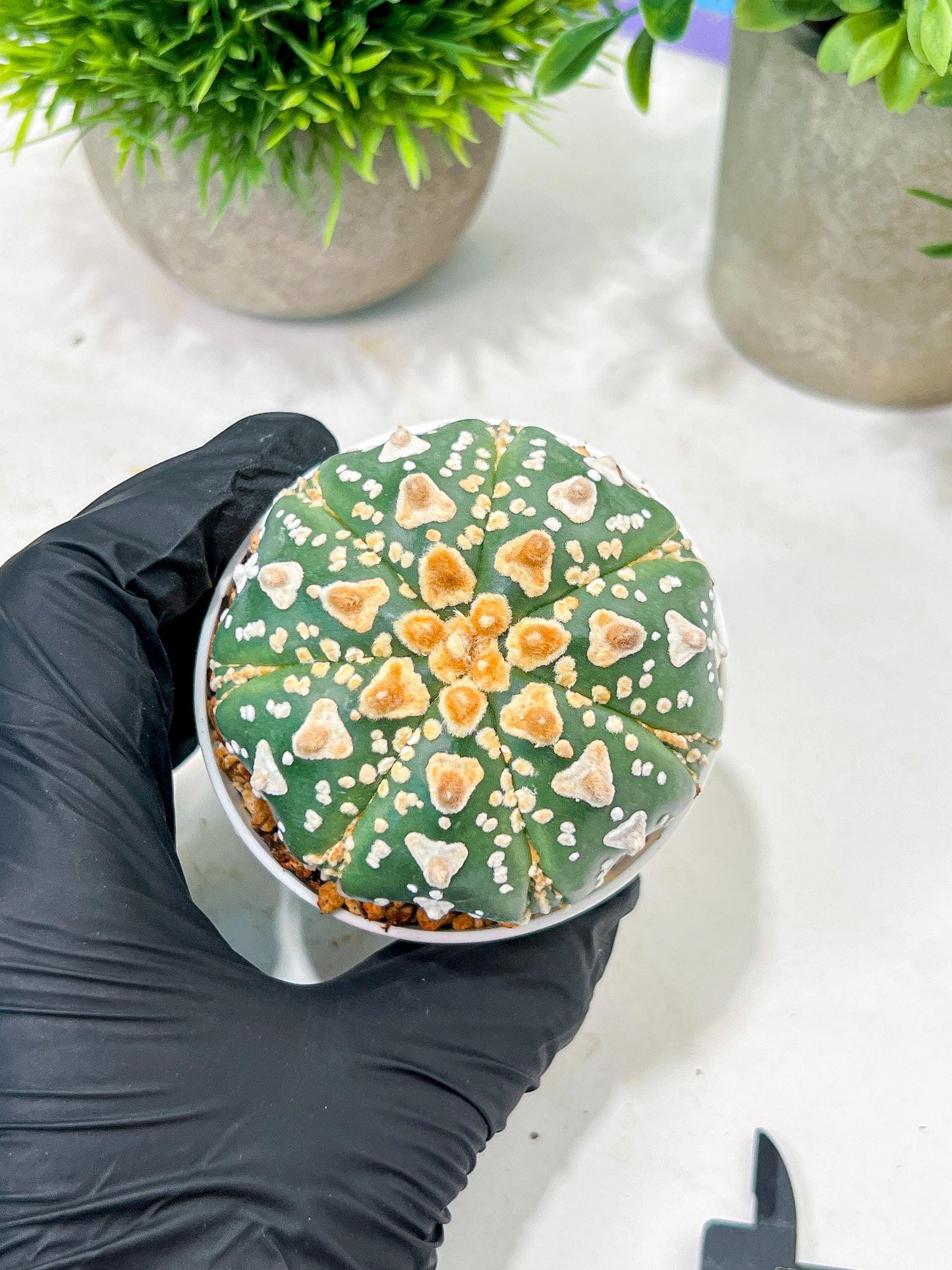 Custom Order- We’ll send you the exact live plant pictured (T4) (y7) | Las Vegas Seller | 3" Pot