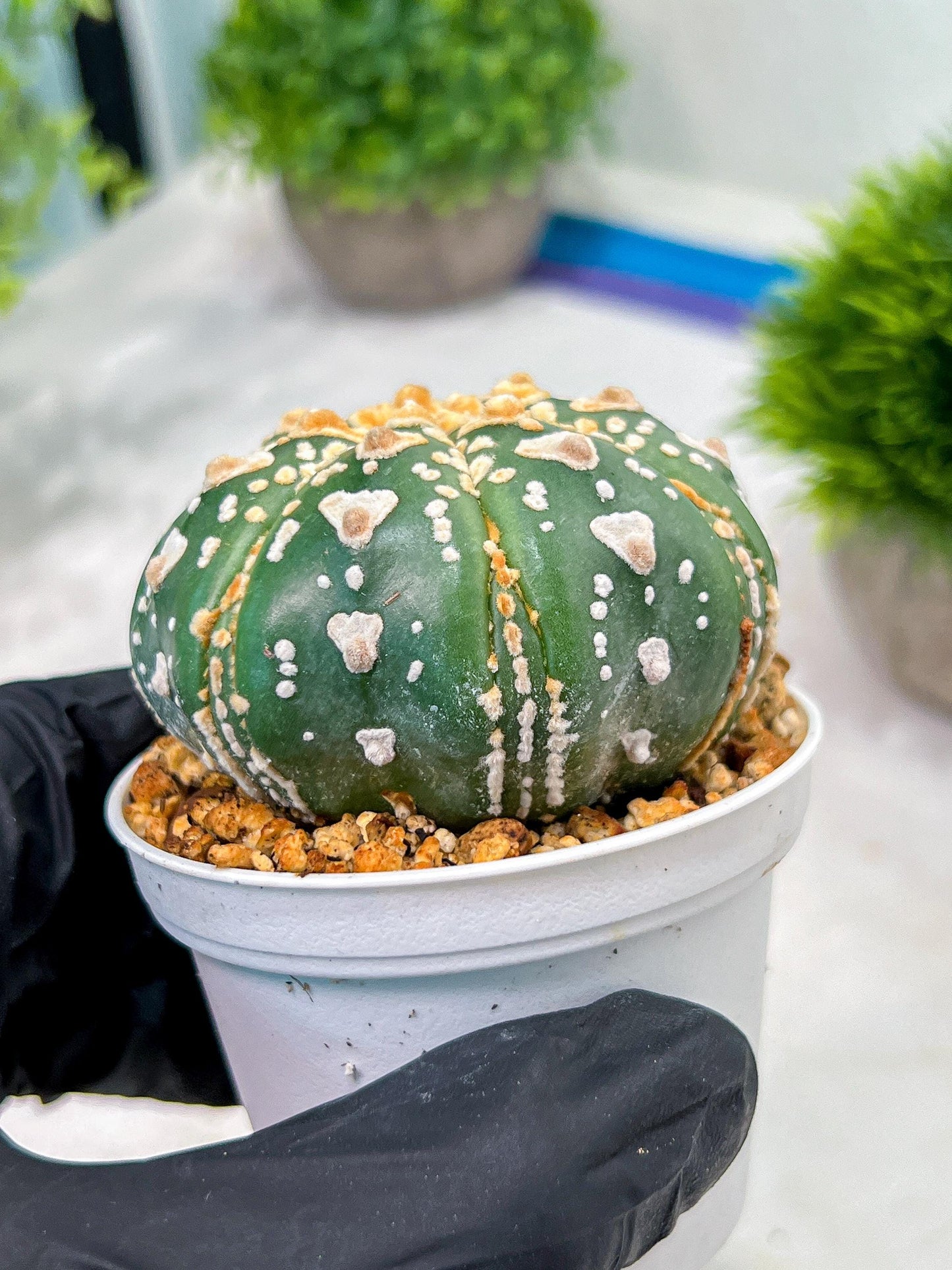 Custom Order- We’ll send you the exact live plant pictured (T4) (y7) | Las Vegas Seller | 3" Pot