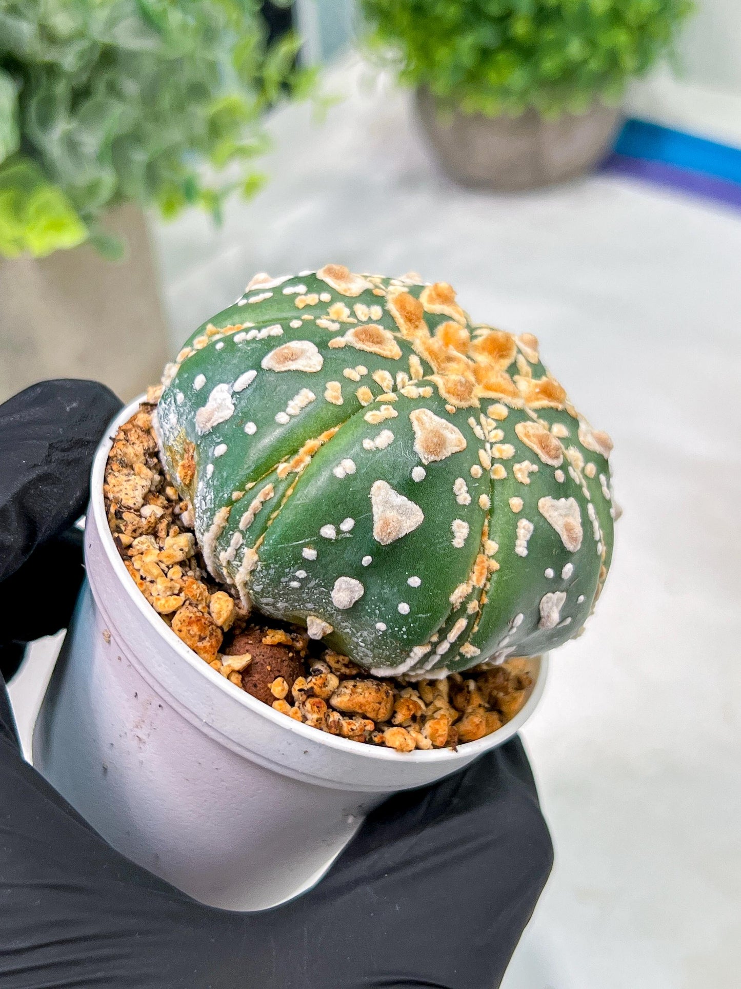 Custom Order- We’ll send you the exact live plant pictured (T4) (y7) | Las Vegas Seller | 3" Pot