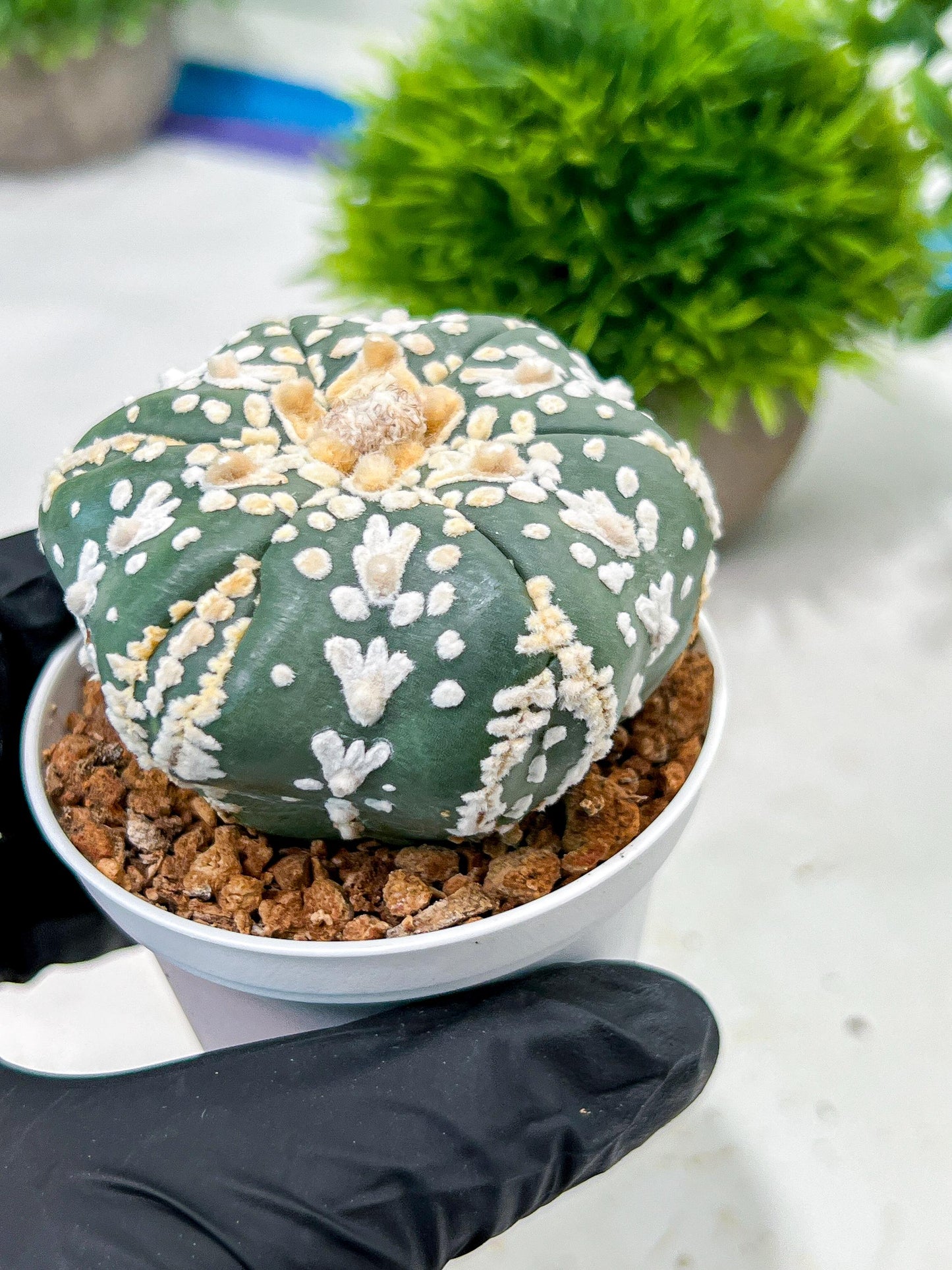 Custom Order- We’ll send you the exact live plant pictured (T4) (b1) | NEVADA Plant Seller | 3" Pot