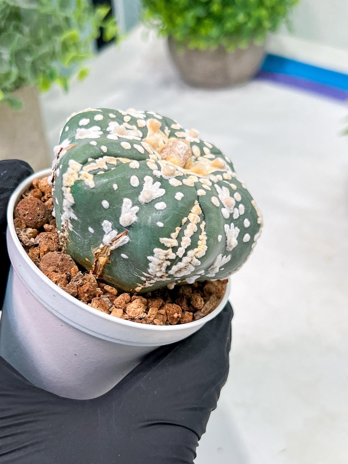 Custom Order- We’ll send you the exact live plant pictured (T4) (b1) | NEVADA Plant Seller | 3" Pot