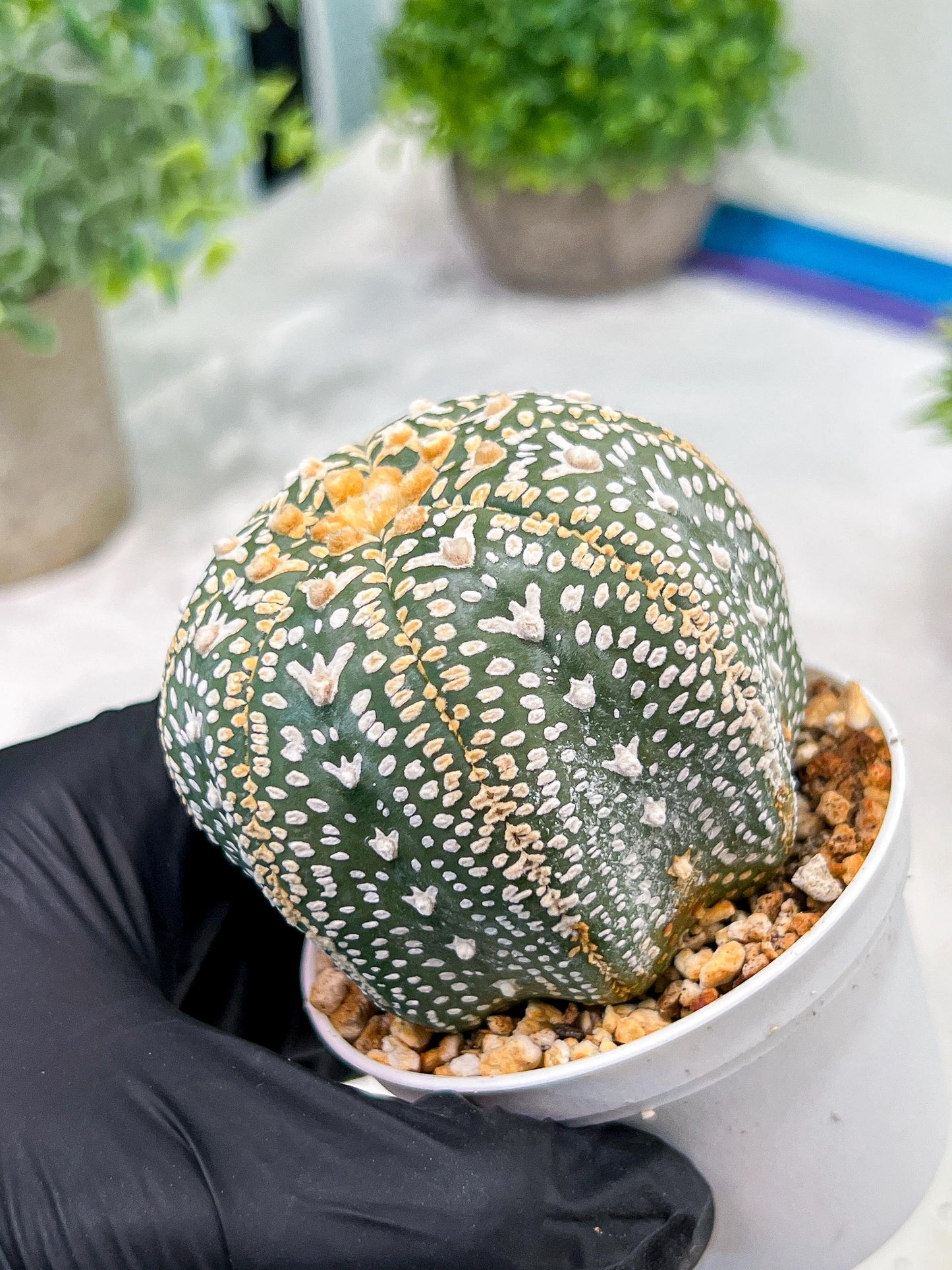 Custom Order- We’ll send you the exact live plant pictured (T4) (b2) | USA Plant Seller | 3" Pot