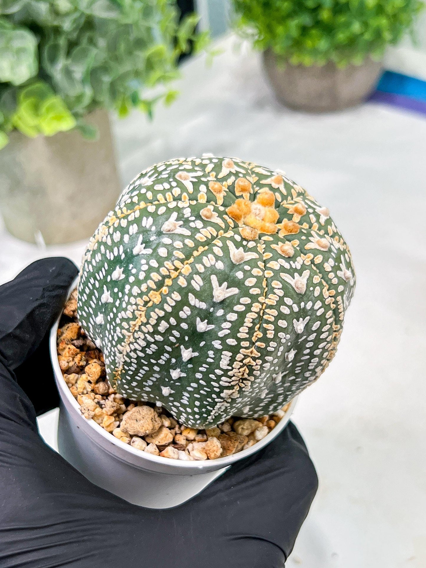 Custom Order- We’ll send you the exact live plant pictured (T4) (b2) | USA Plant Seller | 3" Pot