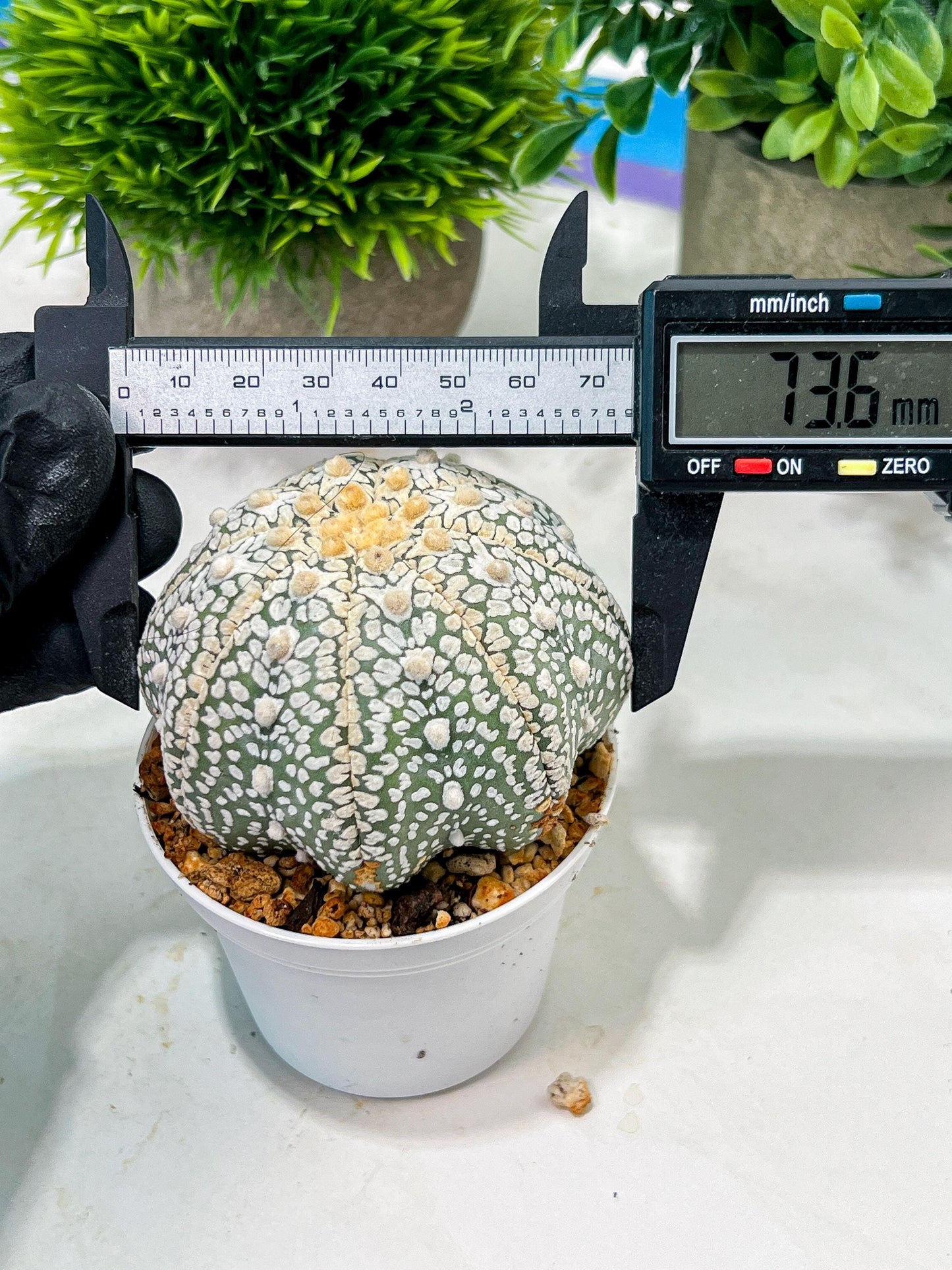 Custom Order- We’ll send you the exact live plant pictured (T4) (b4) | Vegas Plant Shop | 3" Pot