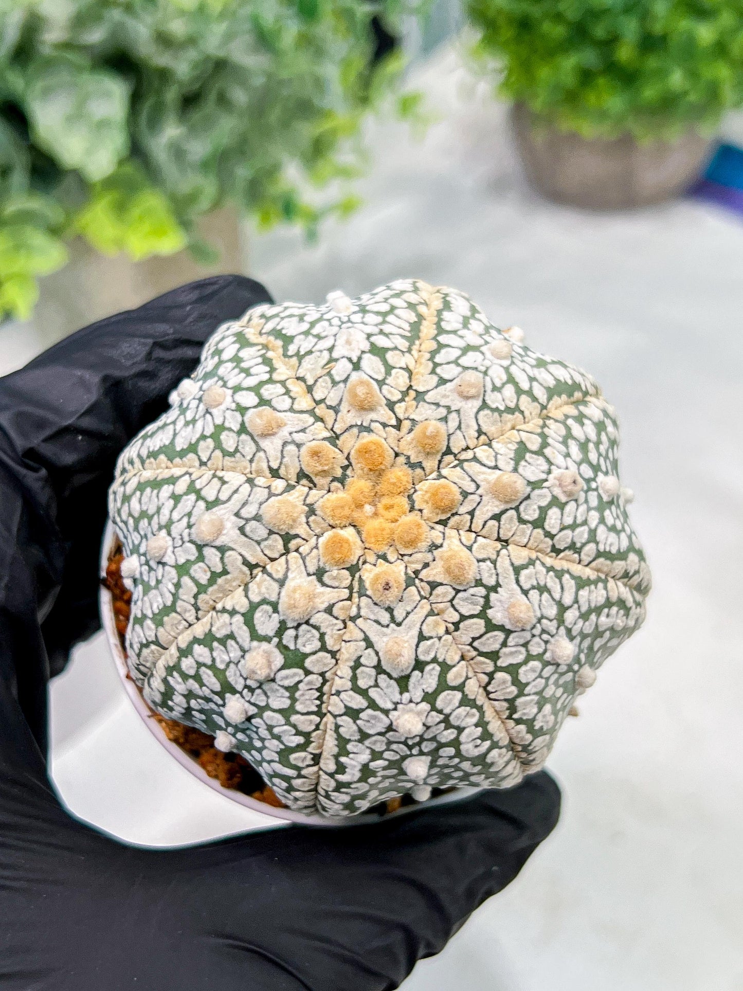 Custom Order- We’ll send you the exact live plant pictured (T4) (b4) | Vegas Plant Shop | 3" Pot