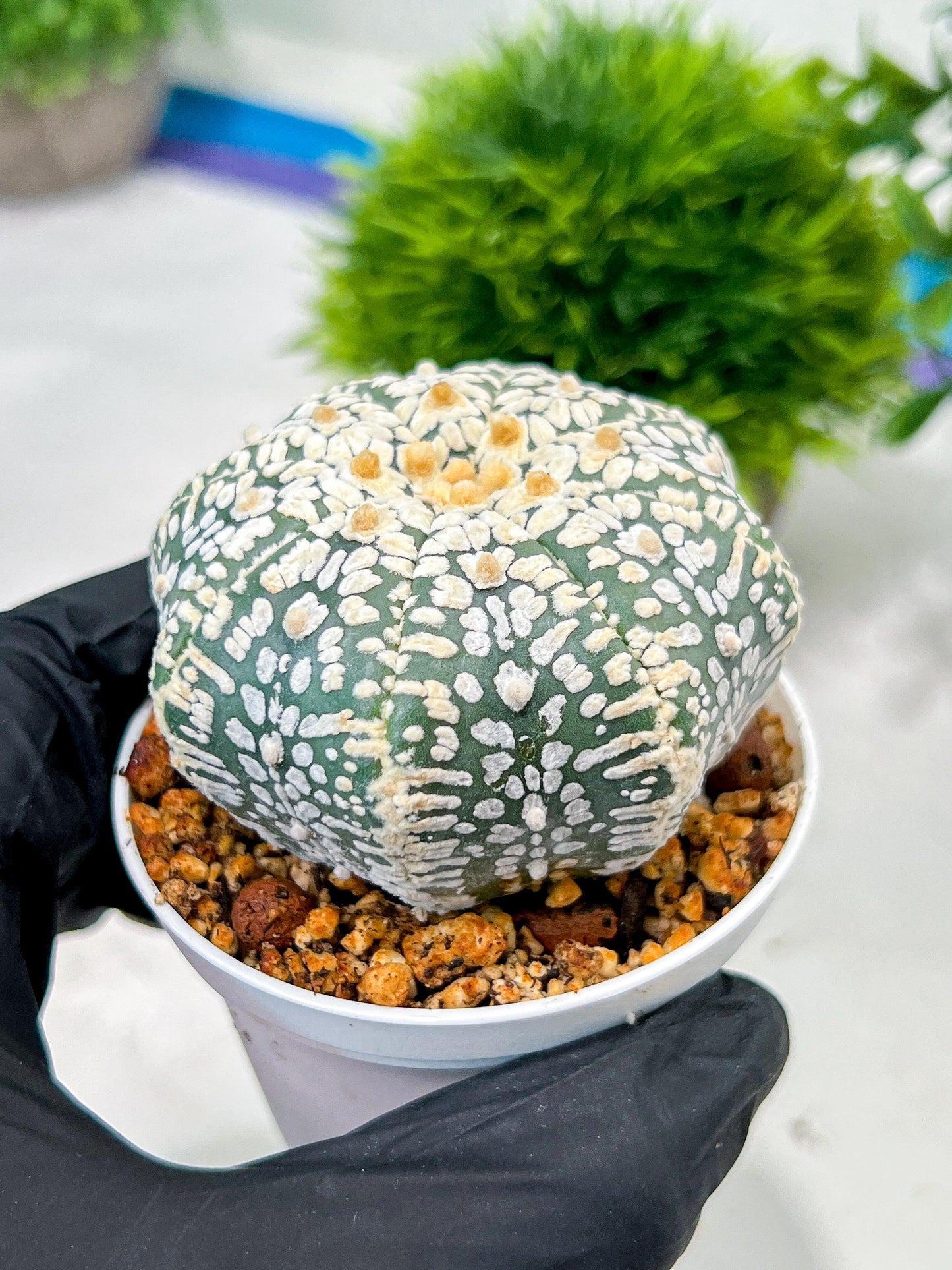 Custom Order- We’ll send you the exact live plant pictured (T4) (b5) | USA Plant SHOP | 3" Pot