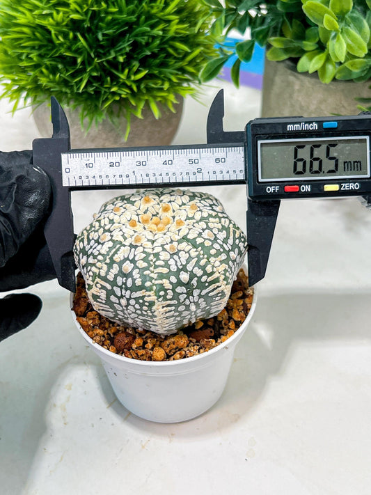 Custom Order- We’ll send you the exact live plant pictured (T4) (b5) | USA Plant SHOP | 3" Pot