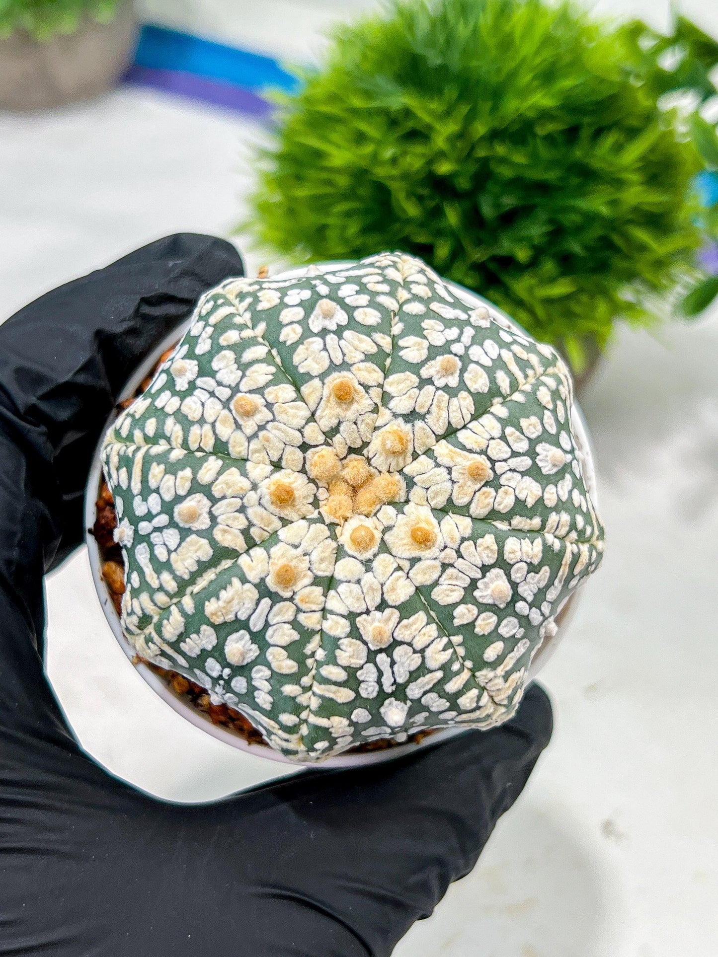Custom Order- We’ll send you the exact live plant pictured (T4) (b5) | USA Plant SHOP | 3" Pot
