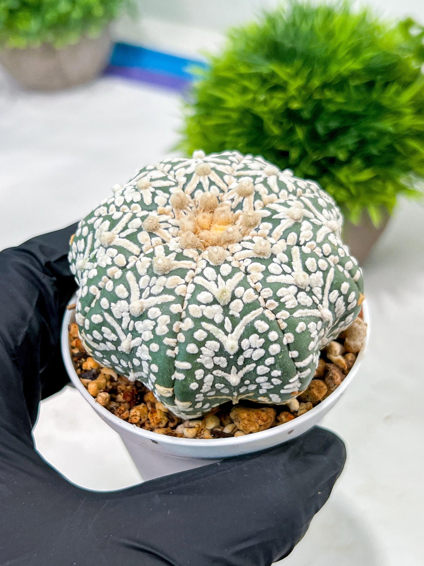 Custom Order- We’ll send you the exact live plant pictured (T4) (b6) | Ship from USA | 3" Pot