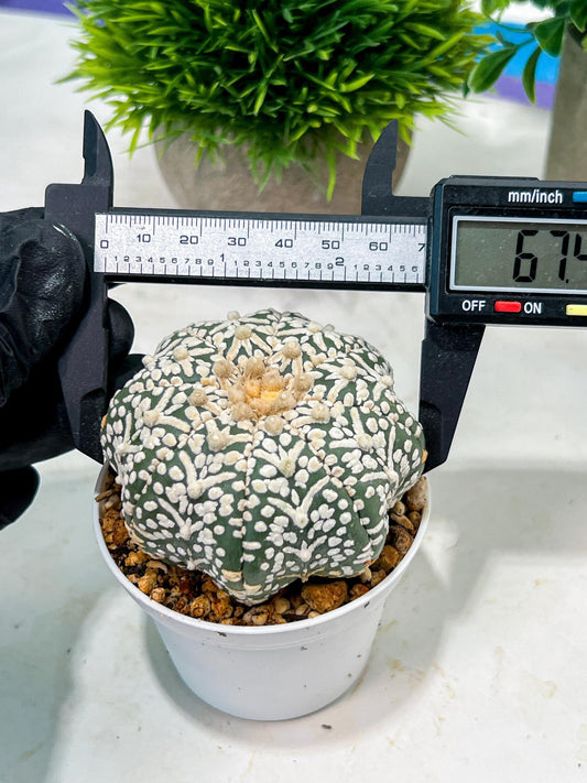 Custom Order- We’ll send you the exact live plant pictured (T4) (b6) | Ship from USA | 3" Pot