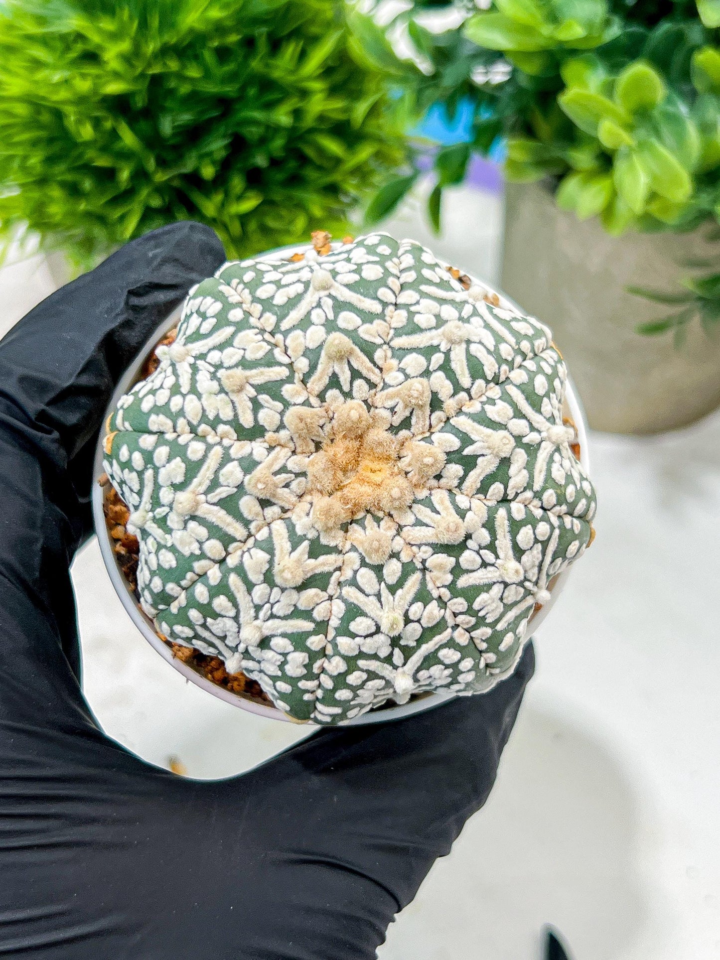 Custom Order- We’ll send you the exact live plant pictured (T4) (b6) | Ship from USA | 3" Pot