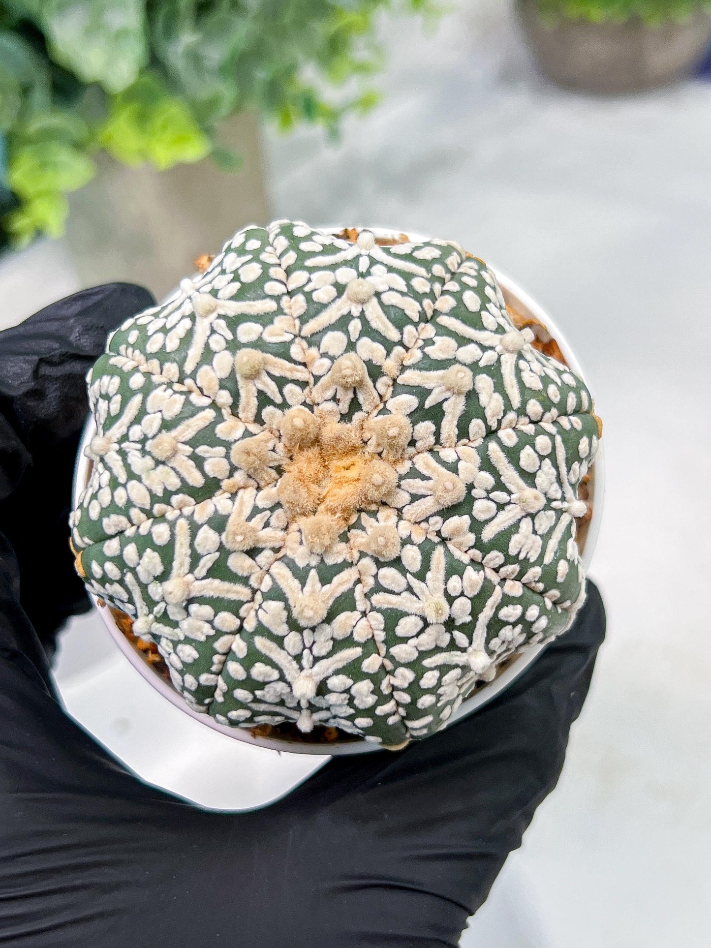 Custom Order- We’ll send you the exact live plant pictured (T4) (b6) | Ship from USA | 3" Pot