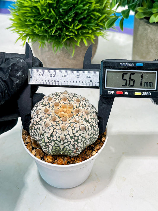 Custom Order- We’ll send you the exact live plant pictured (T4) (b7) | Las Vegas Seller | 3" Pot