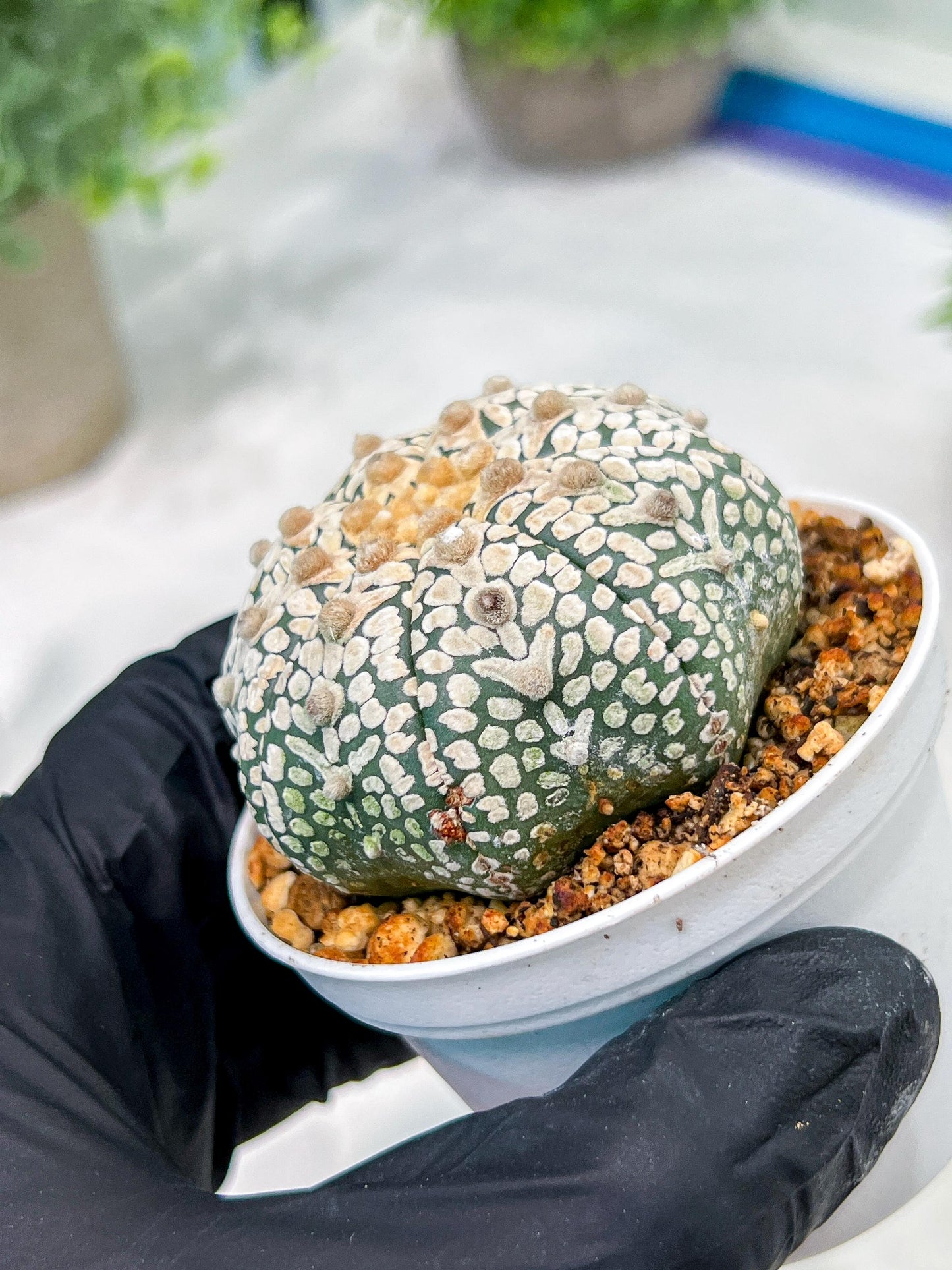 Custom Order- We’ll send you the exact live plant pictured (T4) (b7) | Las Vegas Seller | 3" Pot