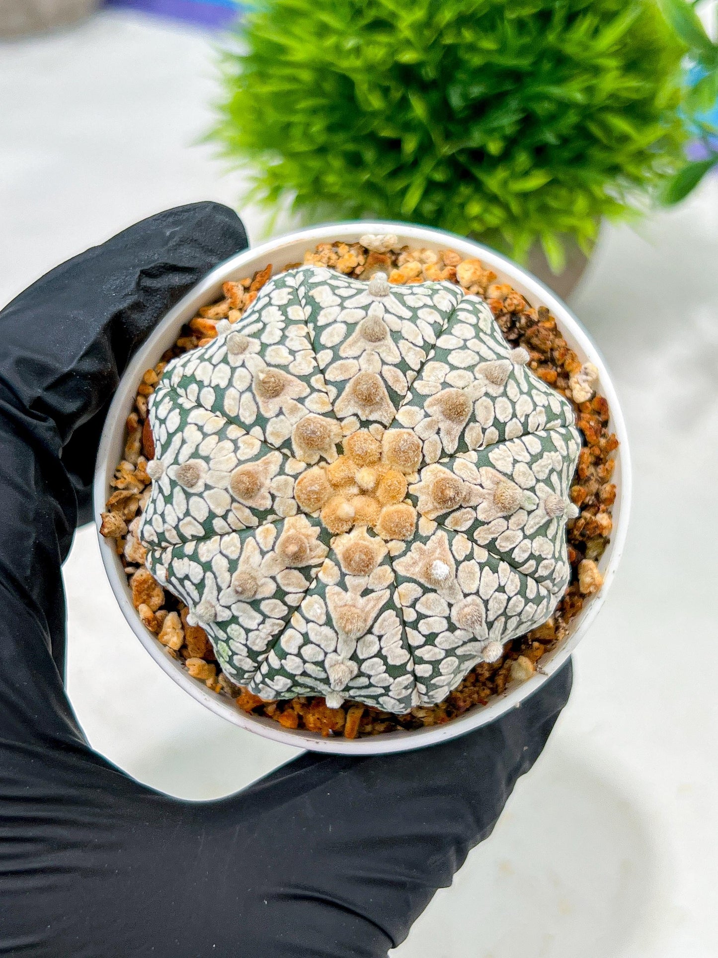Custom Order- We’ll send you the exact live plant pictured (T4) (b7) | Las Vegas Seller | 3" Pot