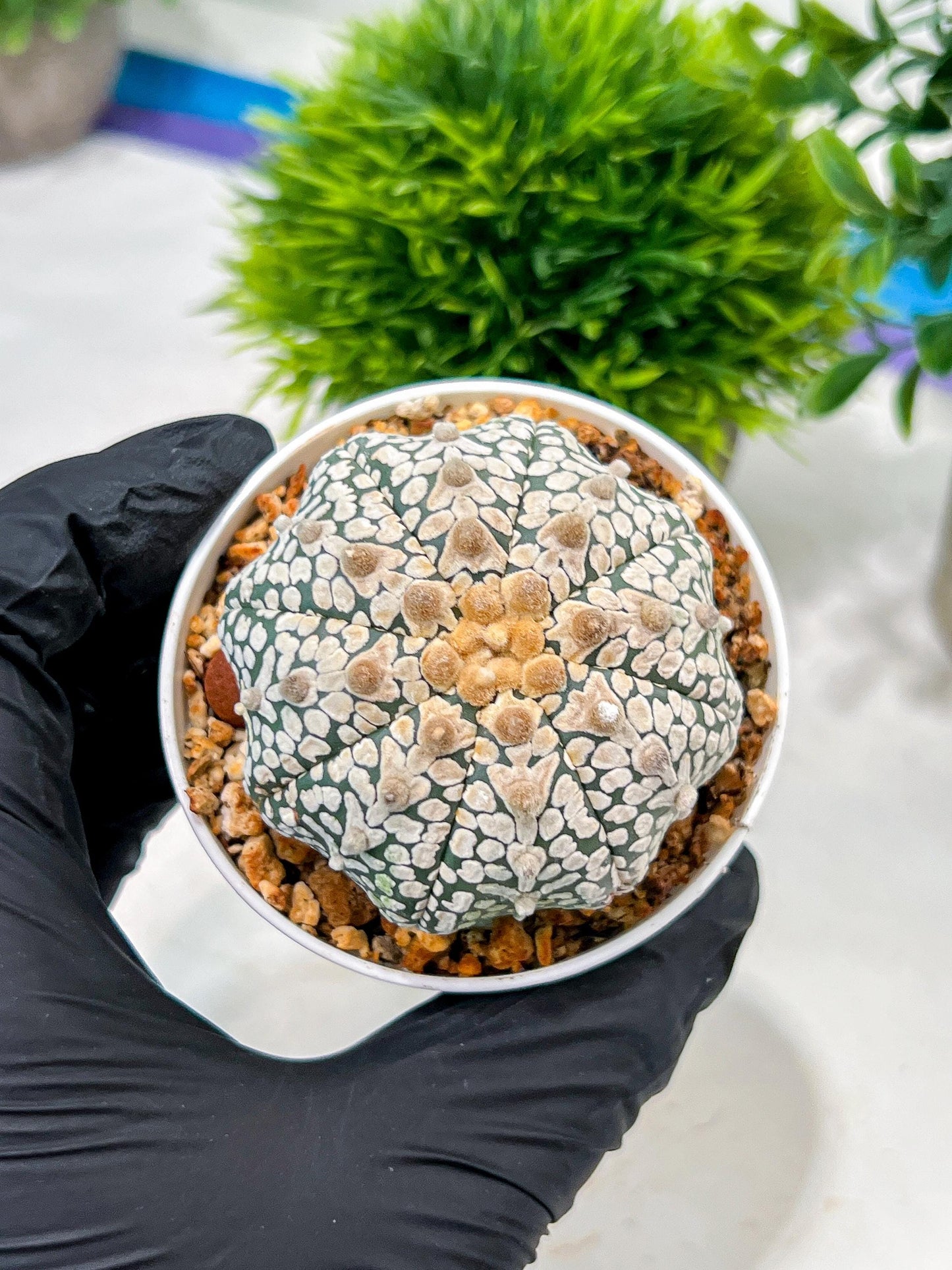 Custom Order- We’ll send you the exact live plant pictured (T4) (b7) | Las Vegas Seller | 3" Pot