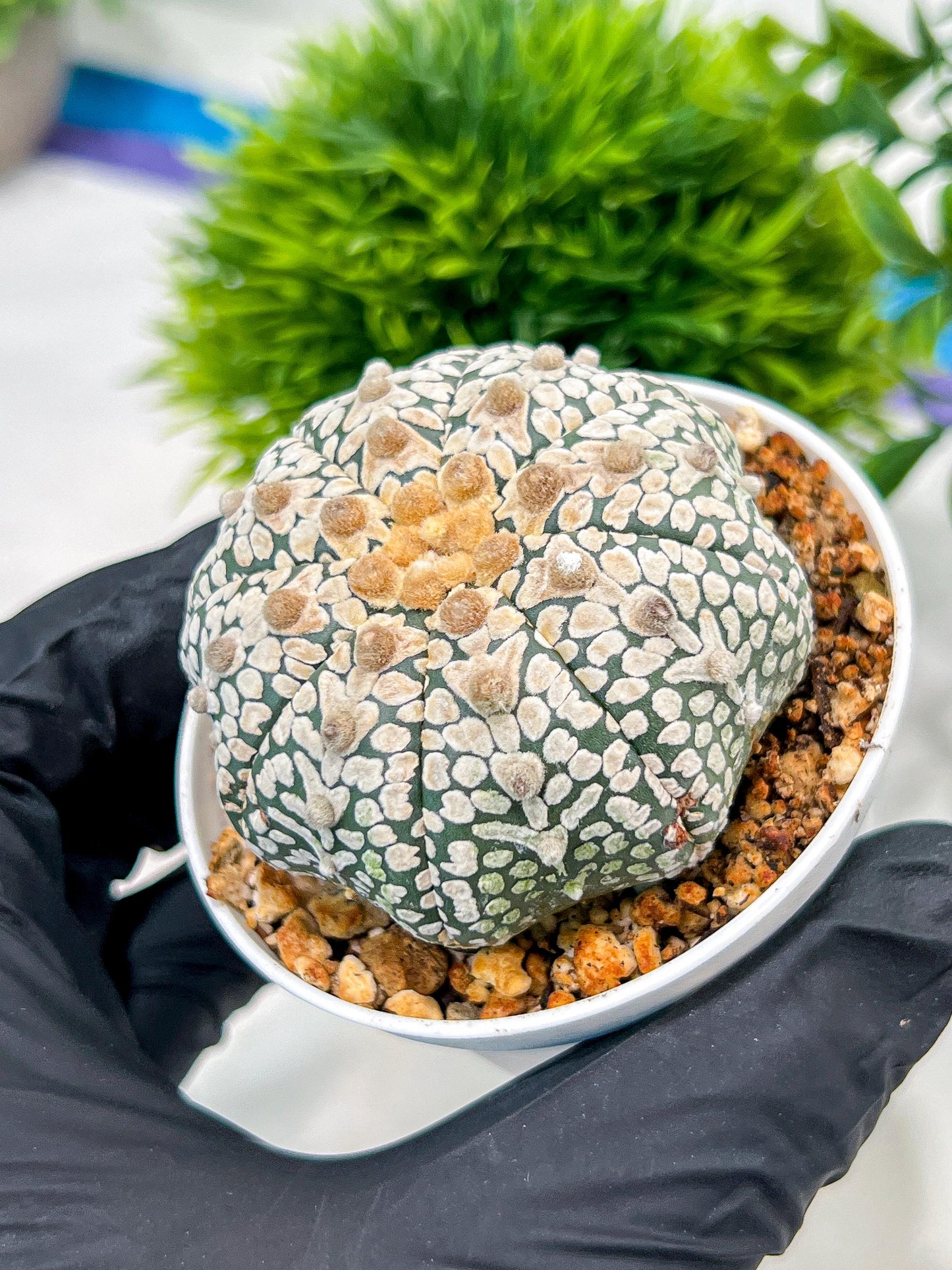 Custom Order- We’ll send you the exact live plant pictured (T4) (b7) | Las Vegas Seller | 3" Pot