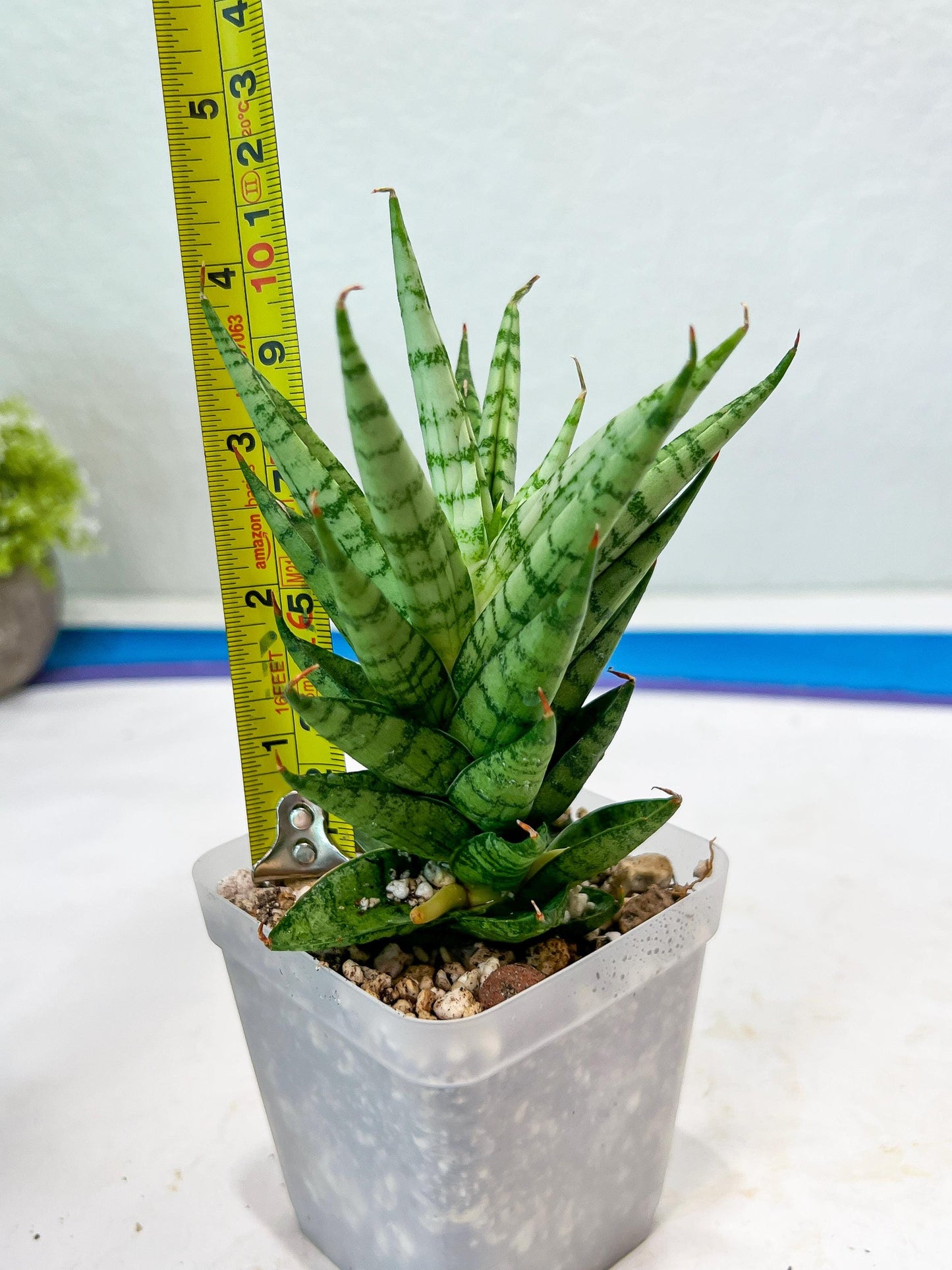 Sansevieria Tesya (#Ba12) | Imported Plants