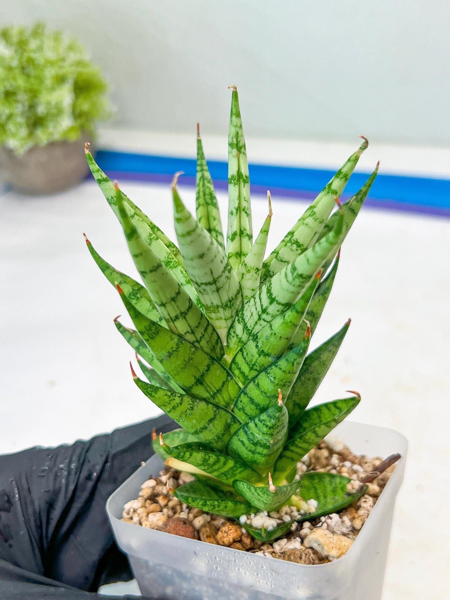 Sansevieria Tesya (#Ba12) | Imported Plants