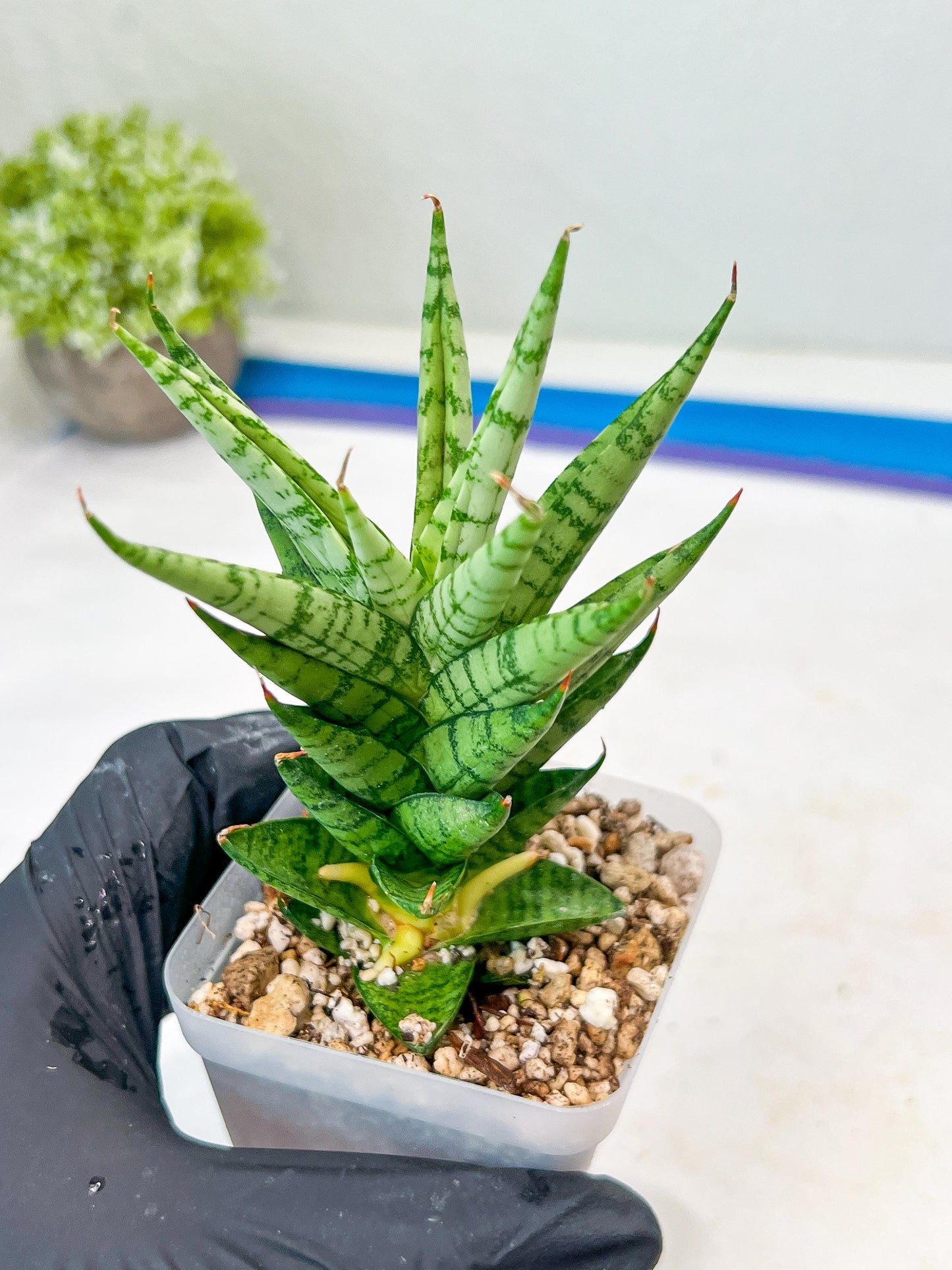 Sansevieria Tesya (#Ba12) | Imported Plants