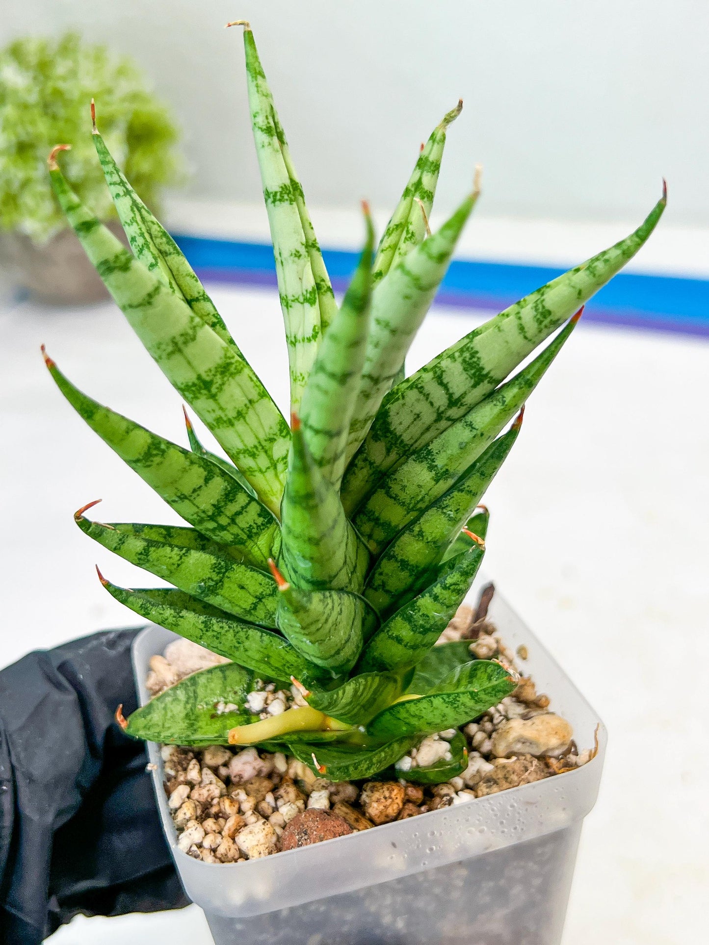 Sansevieria Tesya (#Ba12) | Imported Plants