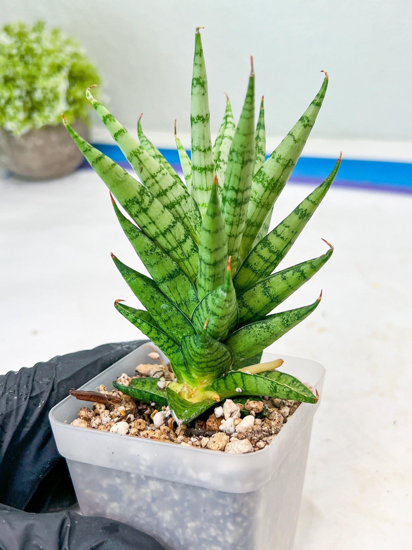 Sansevieria Tesya (#Ba12) | Imported Plants