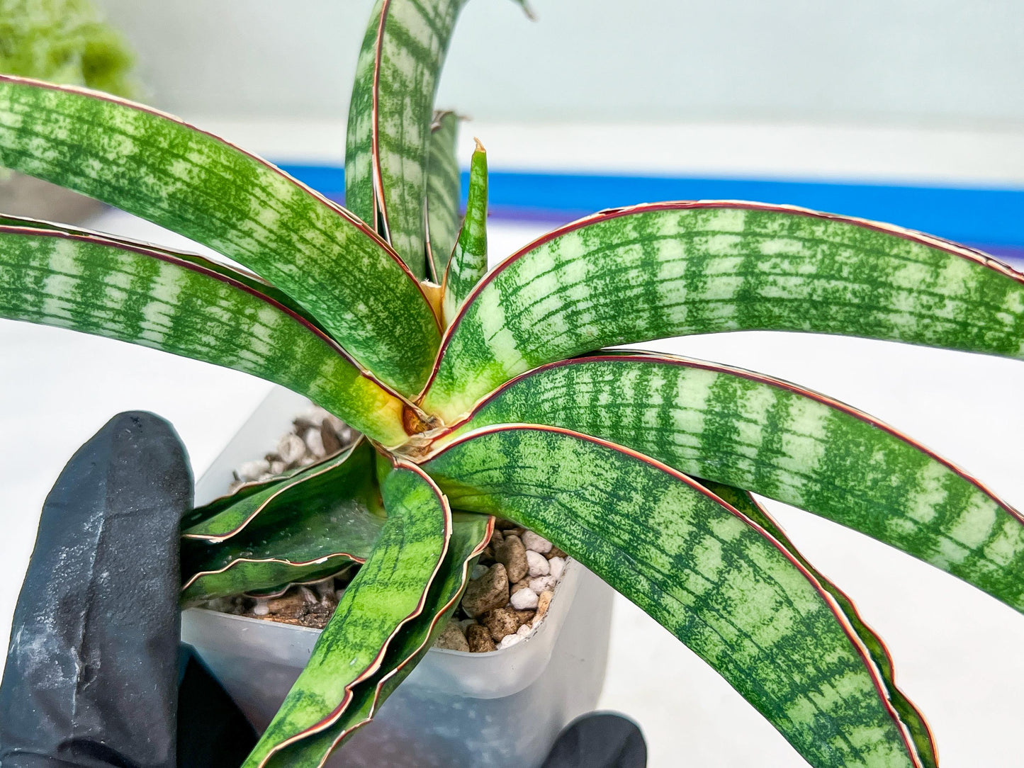 Sansevieria Lady Gaga (#Ba27) | Imported Plants