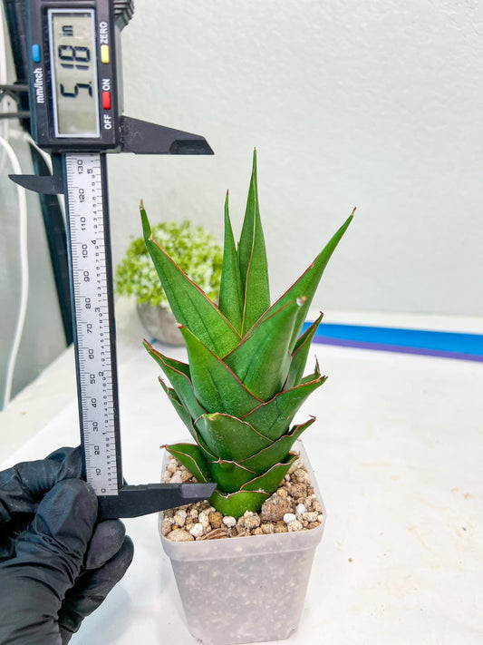 Sansevieria Marlena (#Ba34) | Imported Plants