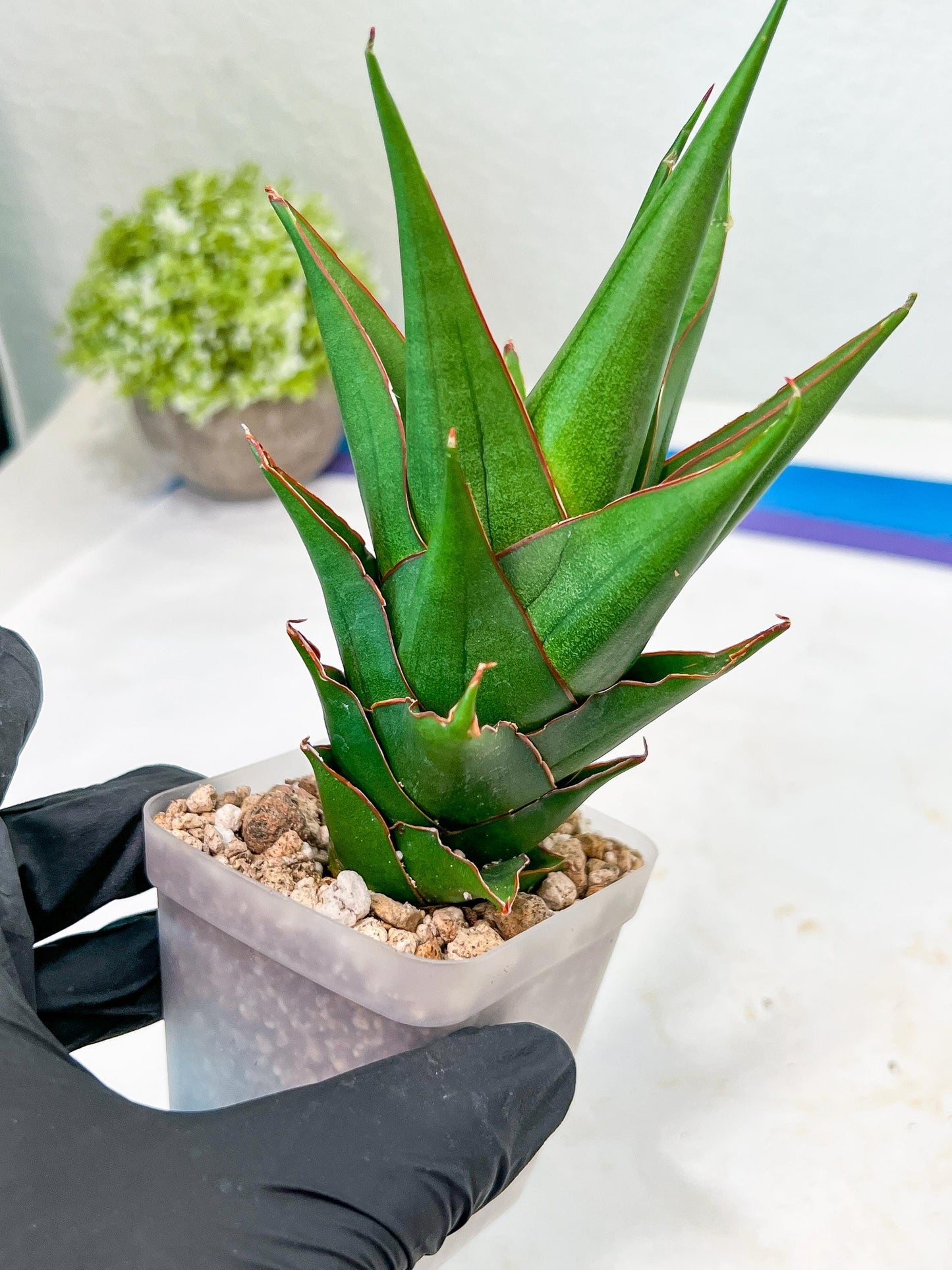 Sansevieria Marlena (#Ba34) | Imported Plants