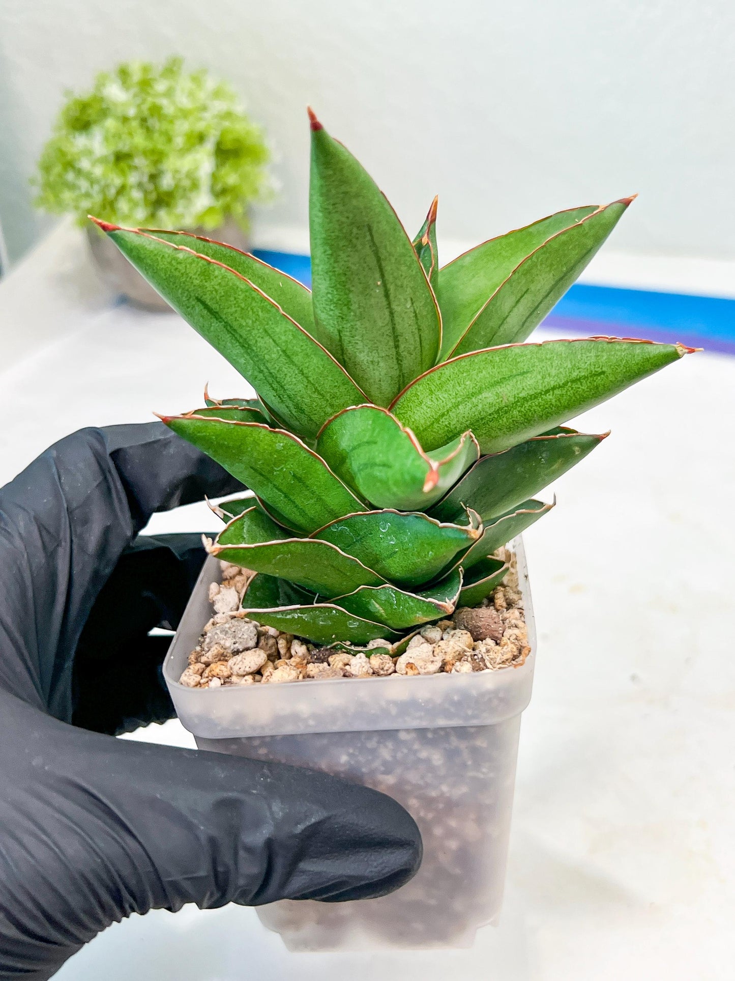 Sansevieria Maryam (#Ba35) | Imported Plants