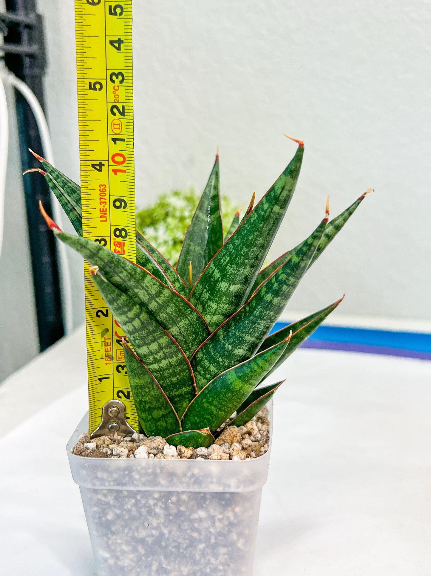 Sansevieria Roro Kidul (#Ba39) | Imported Plants