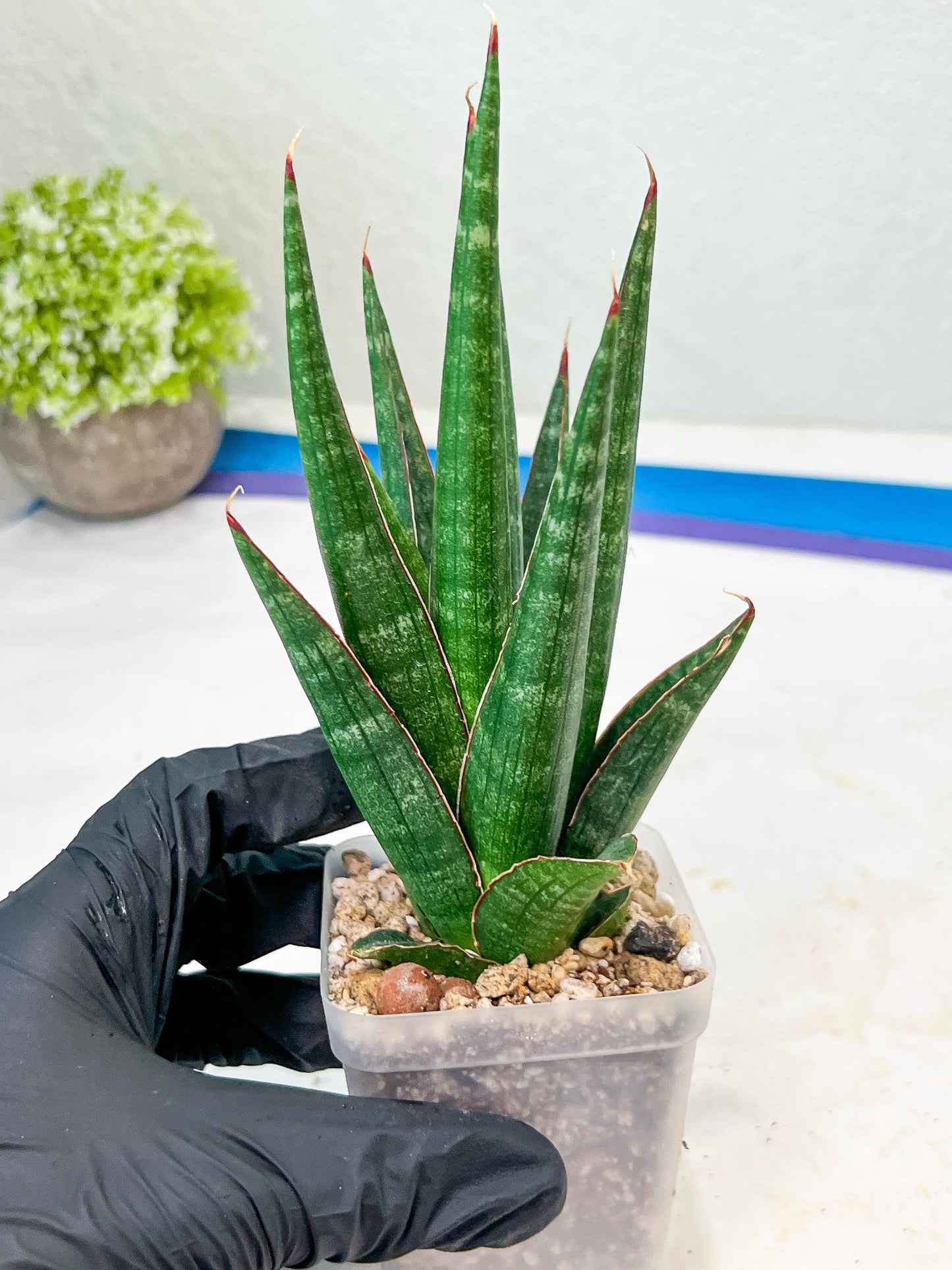 Sansevieria Pontianak (#Ba43) | Hybrid= Royal crown x Cordova ( x ) Deserti x Cordova