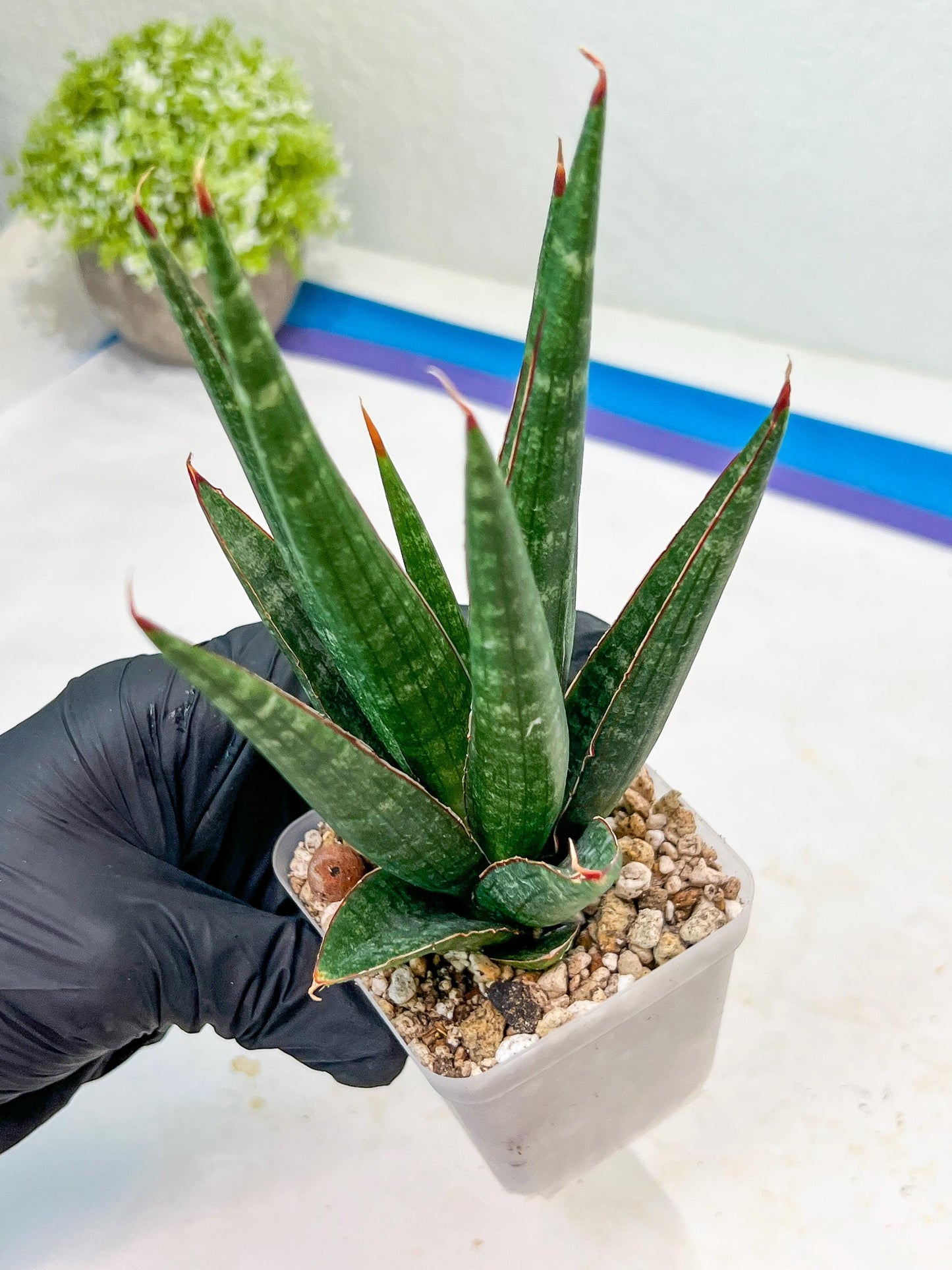 Sansevieria Pontianak (#Ba43) | Hybrid= Royal crown x Cordova ( x ) Deserti x Cordova